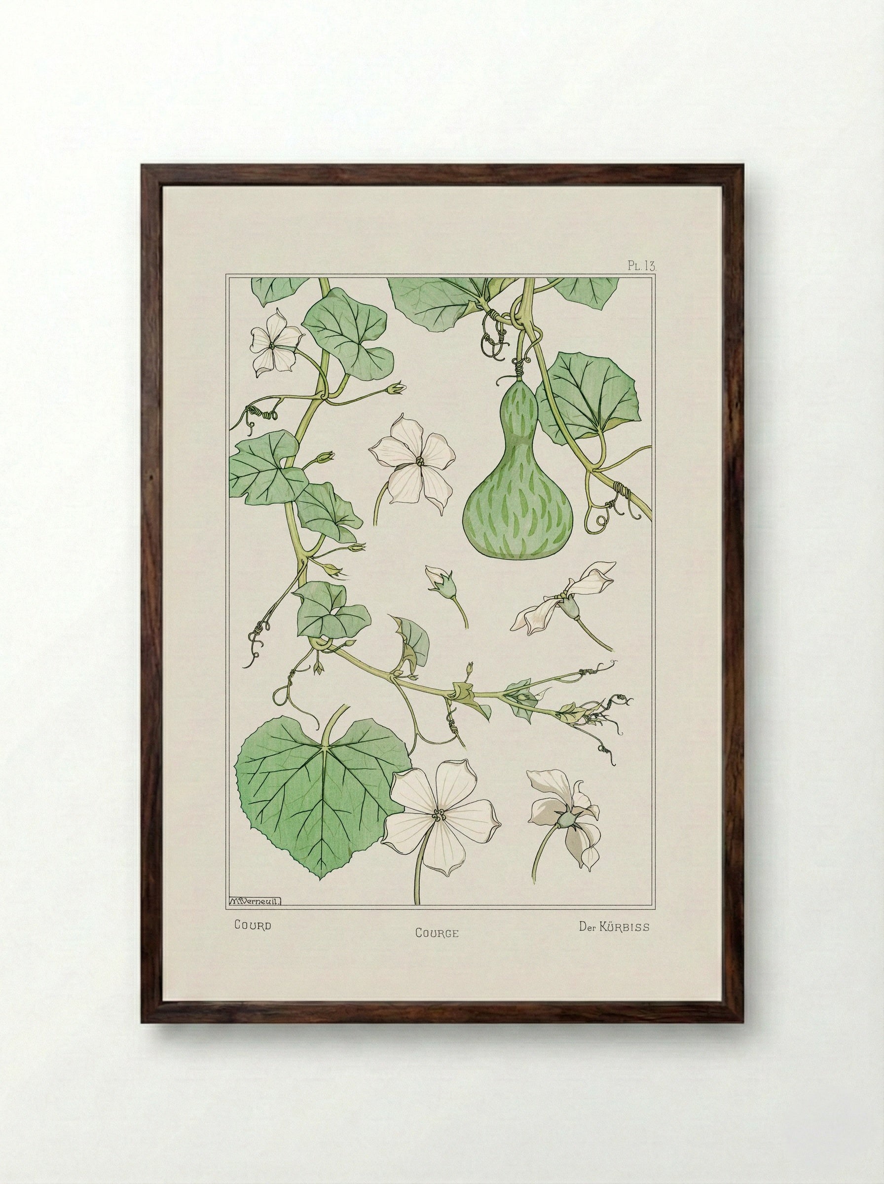 Courge (White-Flowered Gourd) - Maurice Pillard Verneuil - Framed Print Dark Wood