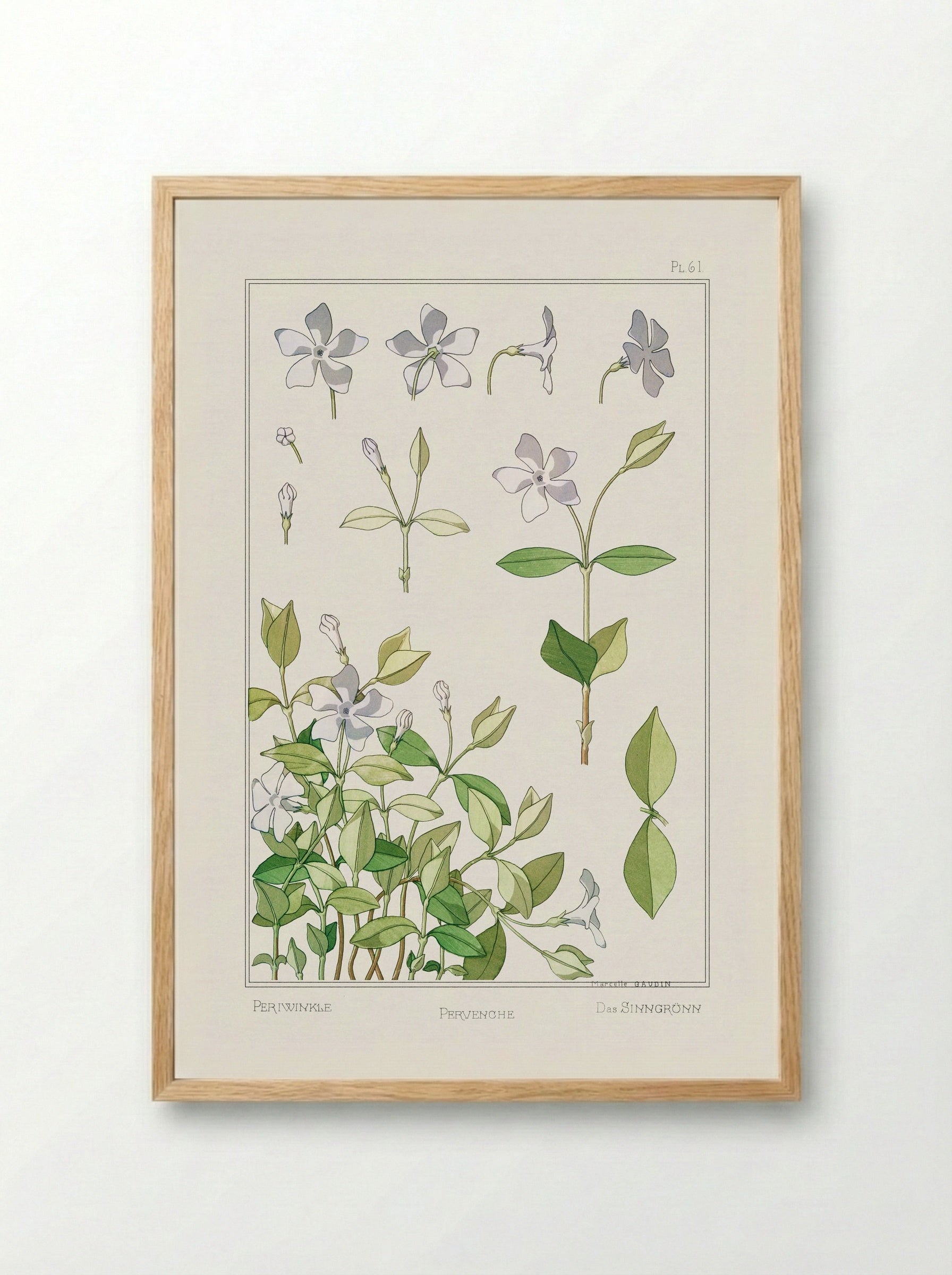 Pervenche (Periwinkle) - Maurice Pillard Verneuil - Framed Print Wood