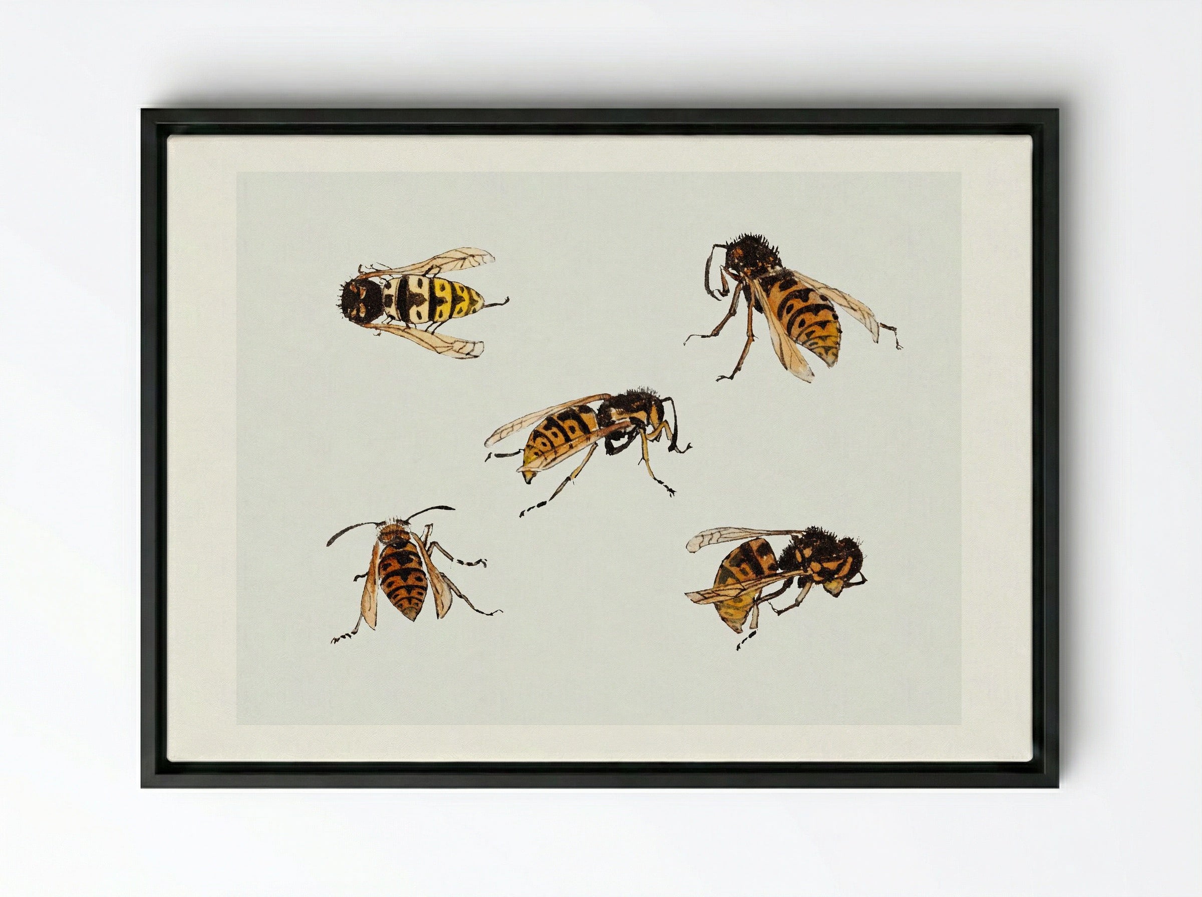 Studies of Wasps - Julie de Graag - Framed Canvas Black