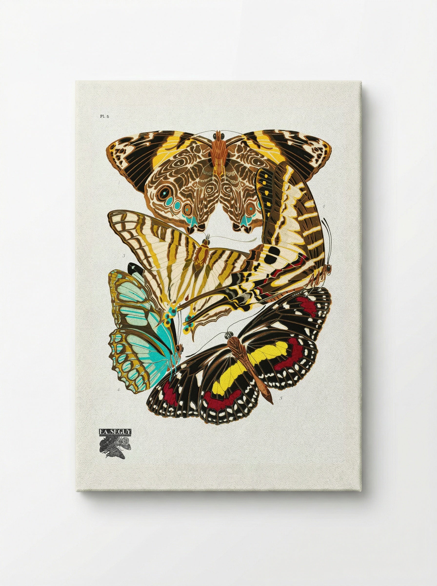 Butterflies, Plate 5 - Émile-Allain Séguy - Canvas