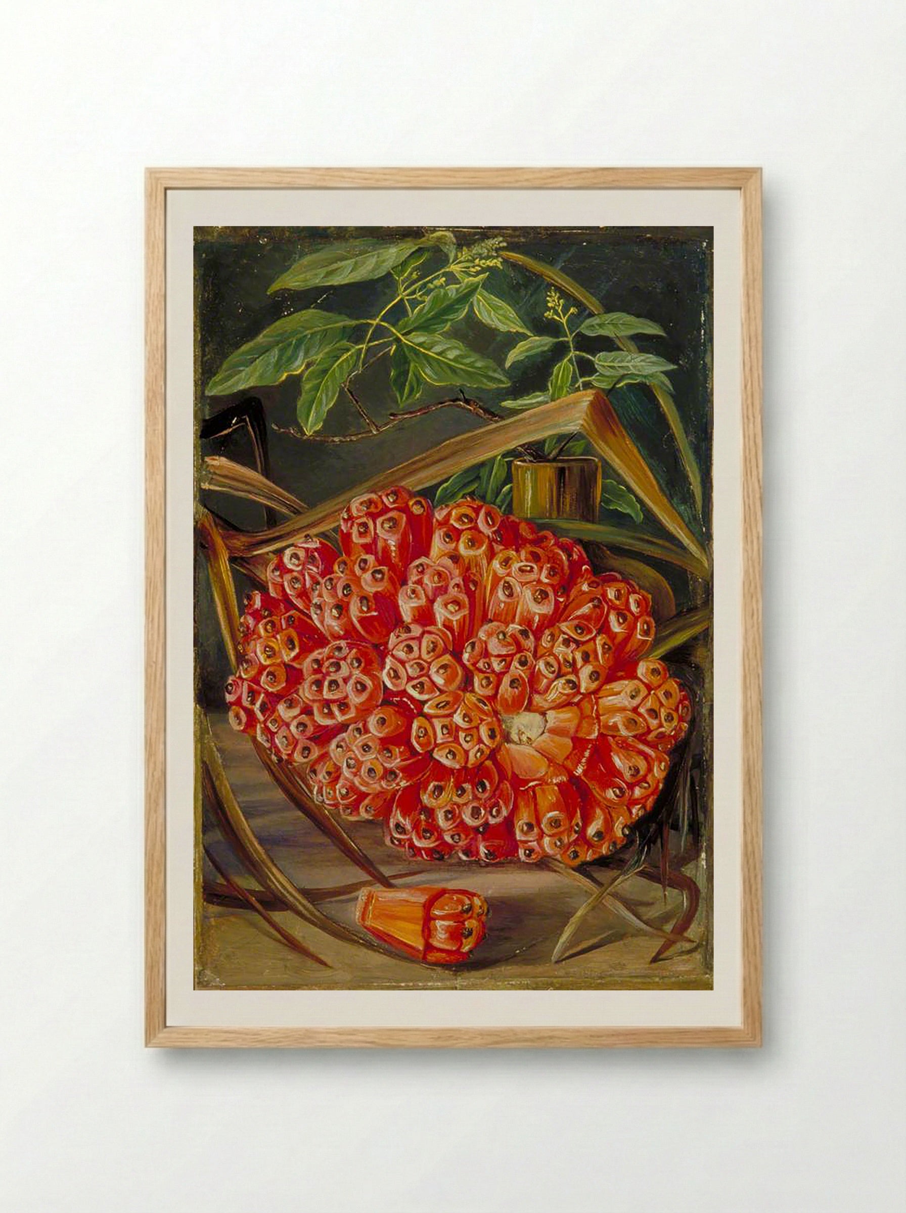 Ripe Fruit of a Screw Pine and a Sprig of Sandal Wood - Marianne North - Framed Print Wood