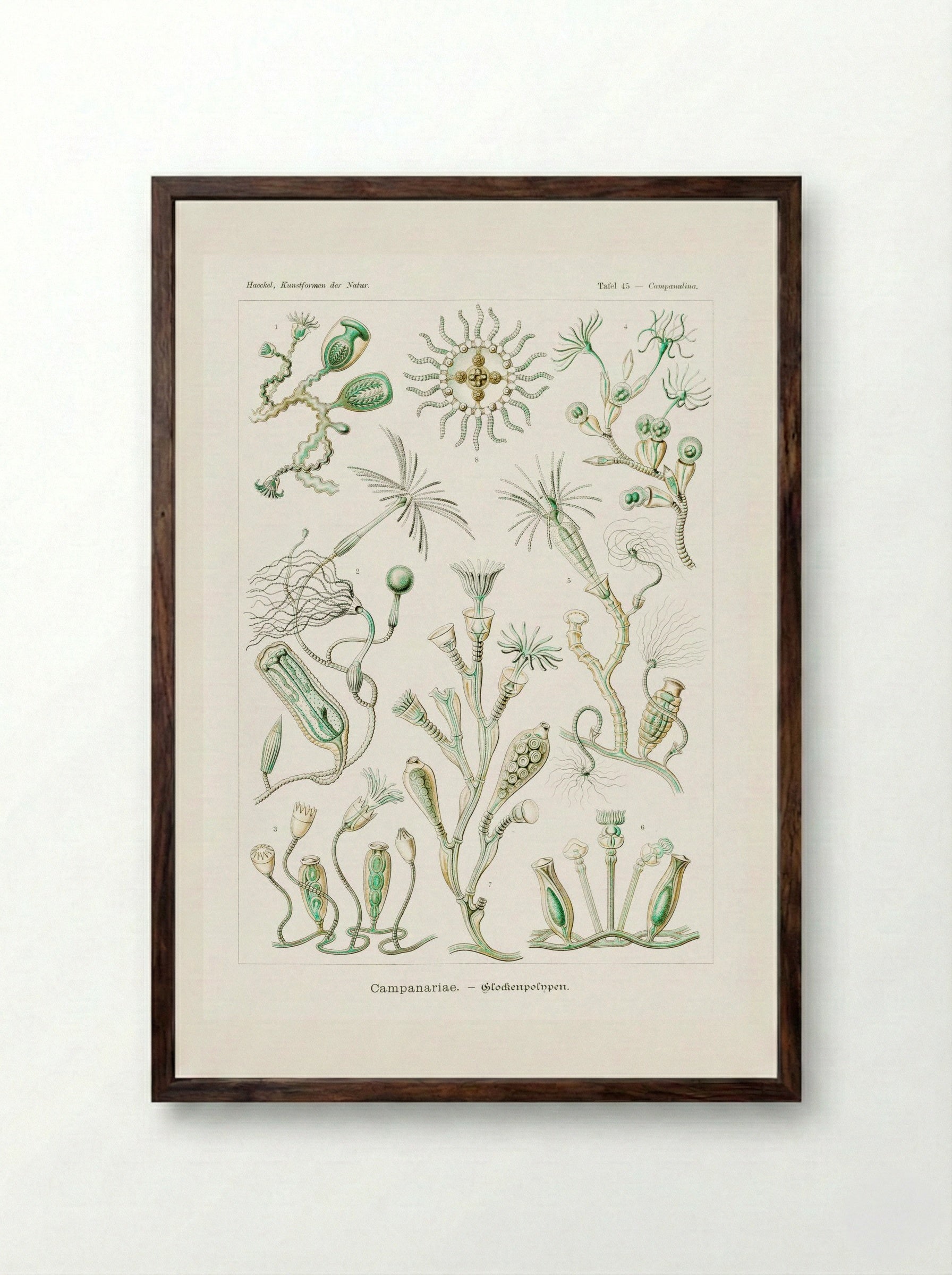 Campanariae-Glockenpolnpen (1904) - Ernst Haeckel - Framed Print Dark Wood