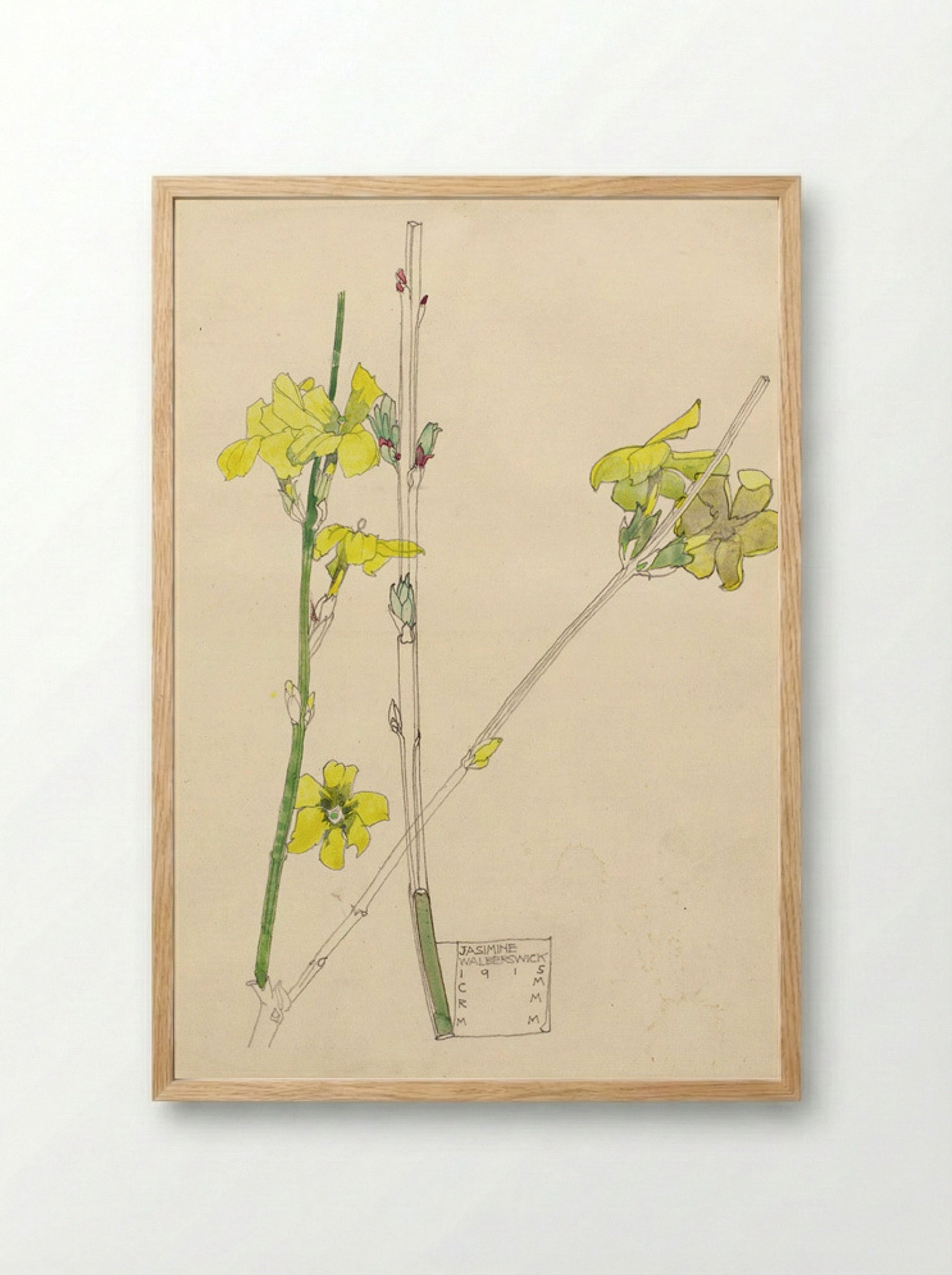 Jasmine (Botanical Study) - Fine Art Print - Framed Print Wood