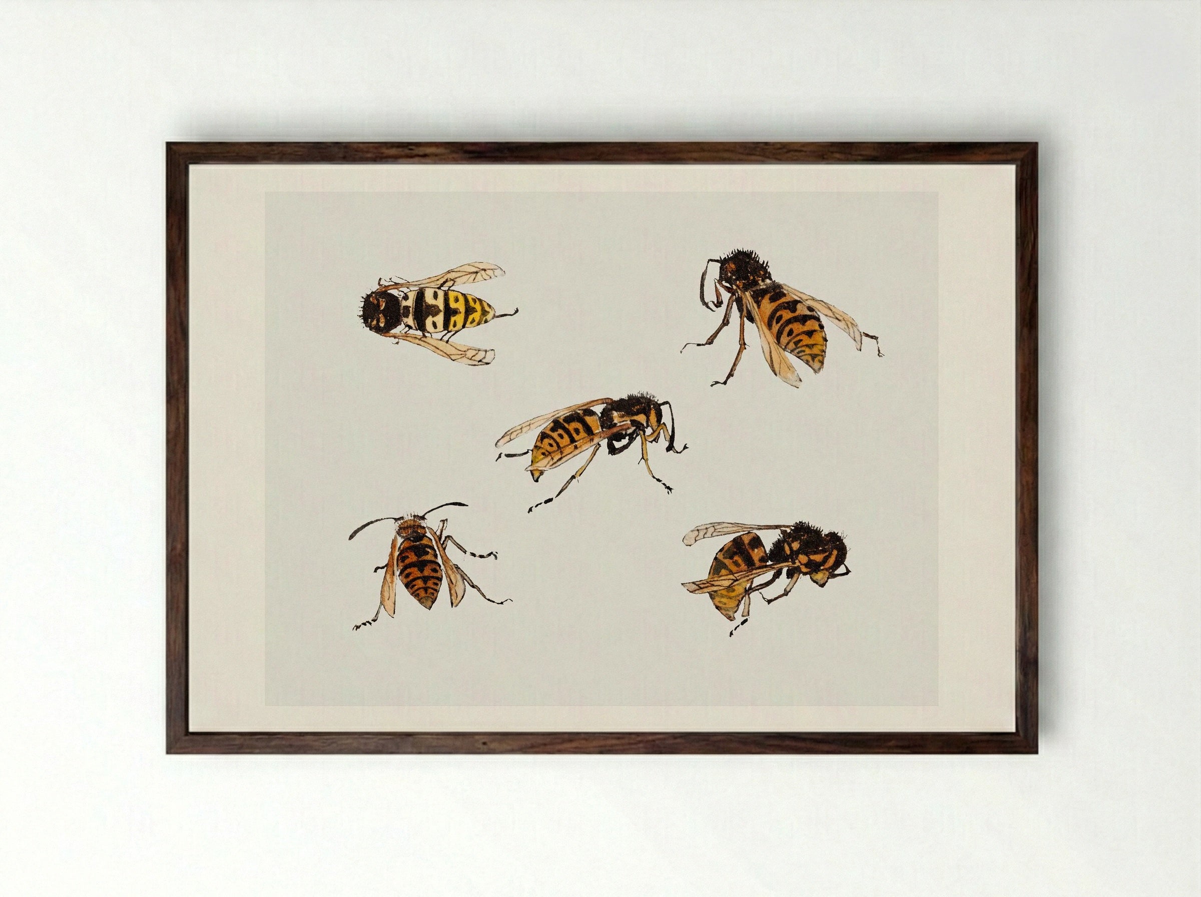 Studies of Wasps - Julie de Graag - Framed Print Dark Wood