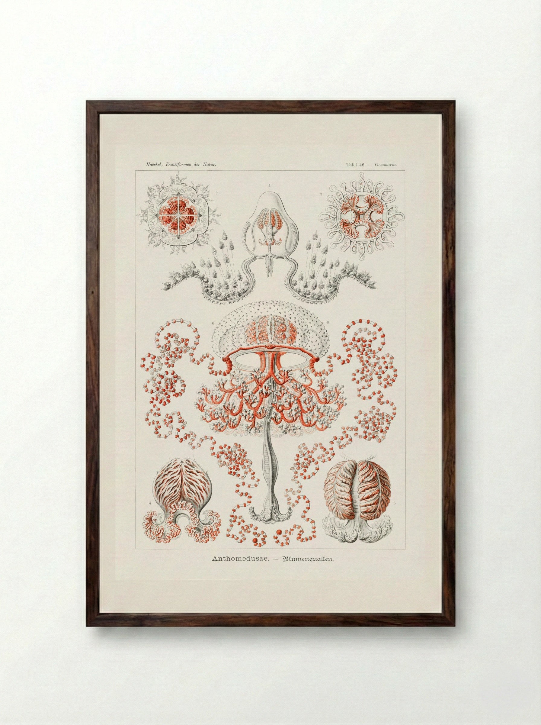 Anthomedusae-Blumenquallen (1904) - Ernst Haeckel - Framed Print Dark Wood