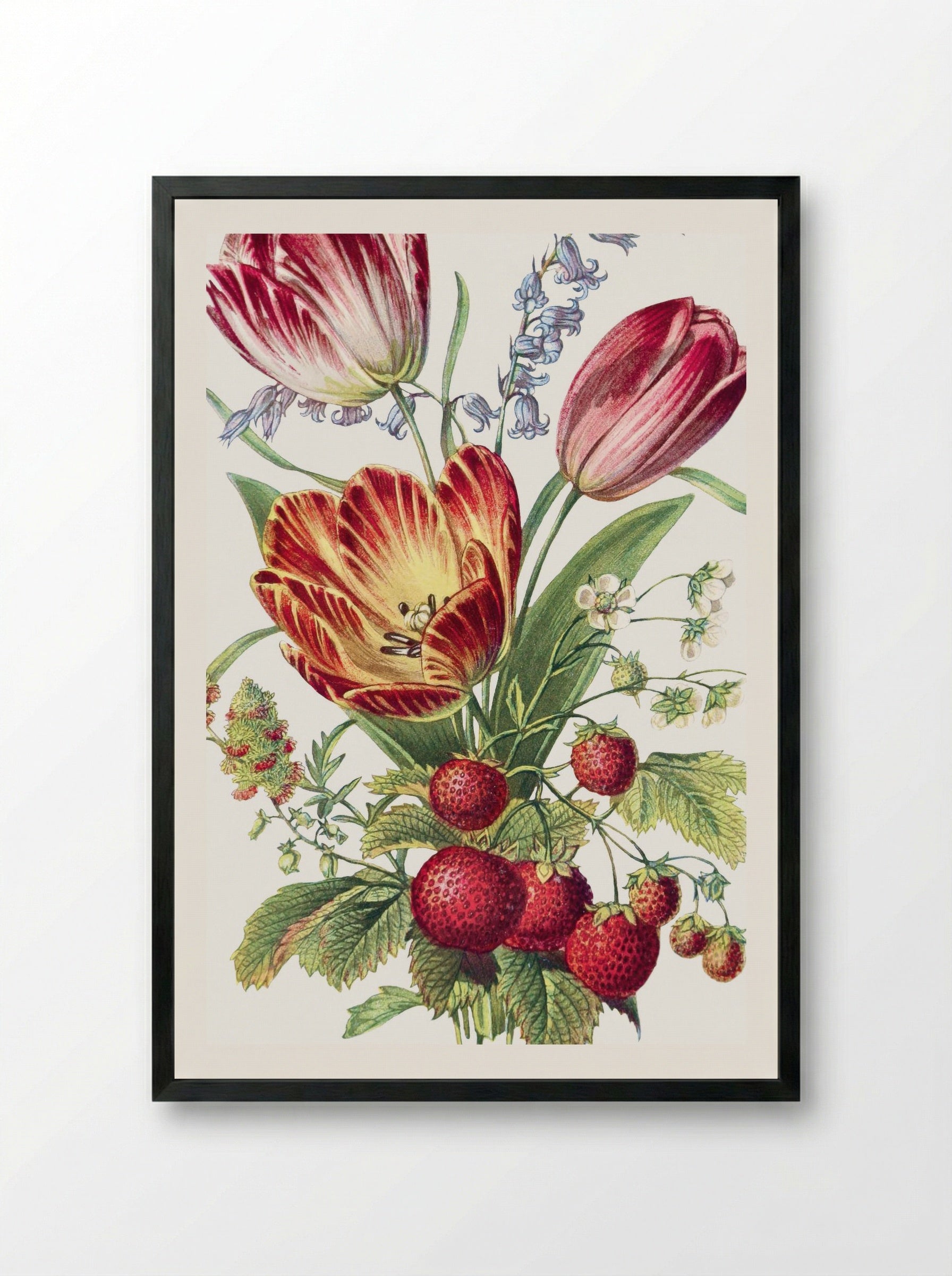 Strawberry, Mignonette, Tulip, and Blue Bell (1896) - Robert Tyas - Framed Print Black