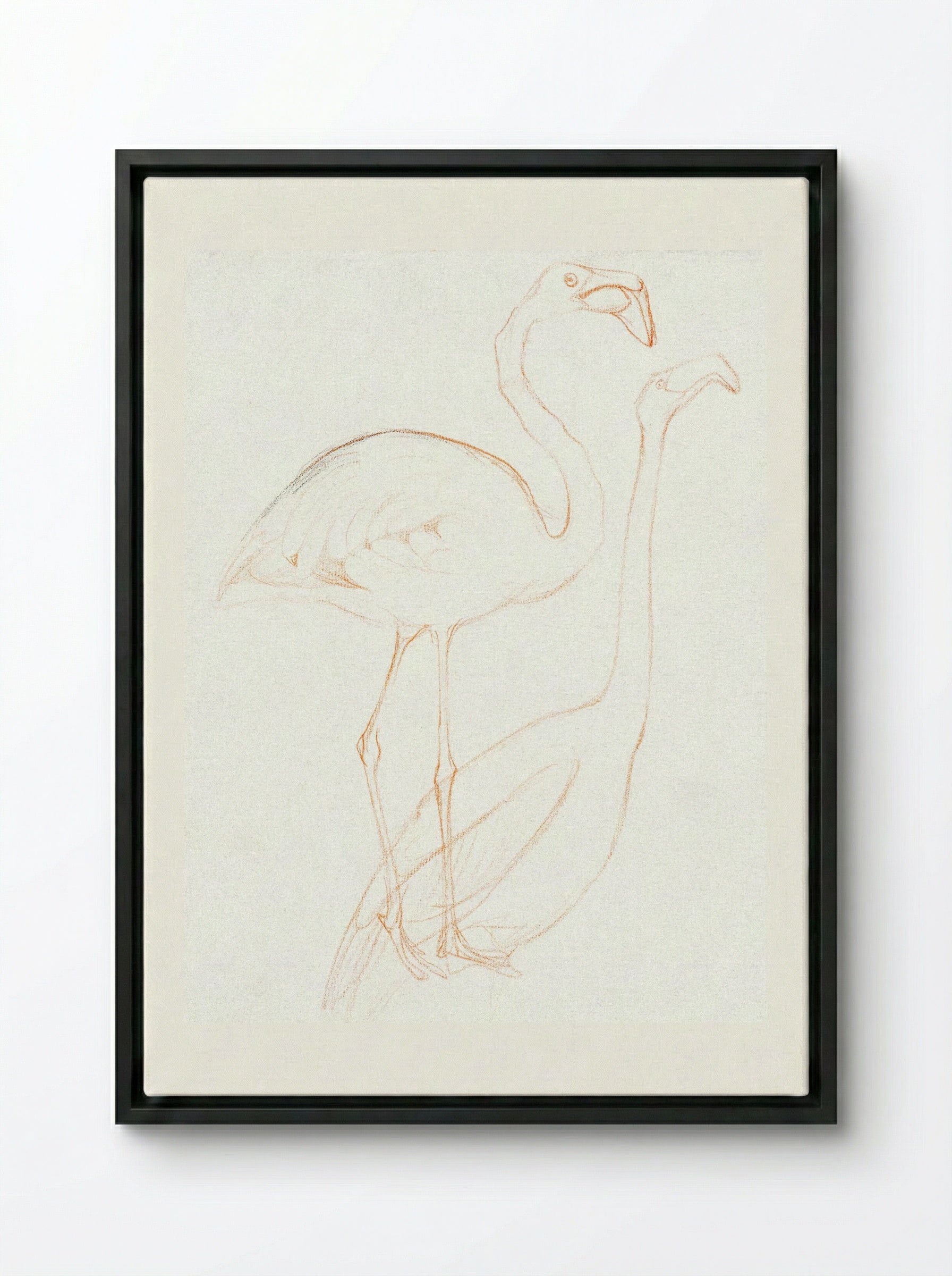 Two Studies of a Flamingo - Theo van Hoytema - Framed Canvas Black