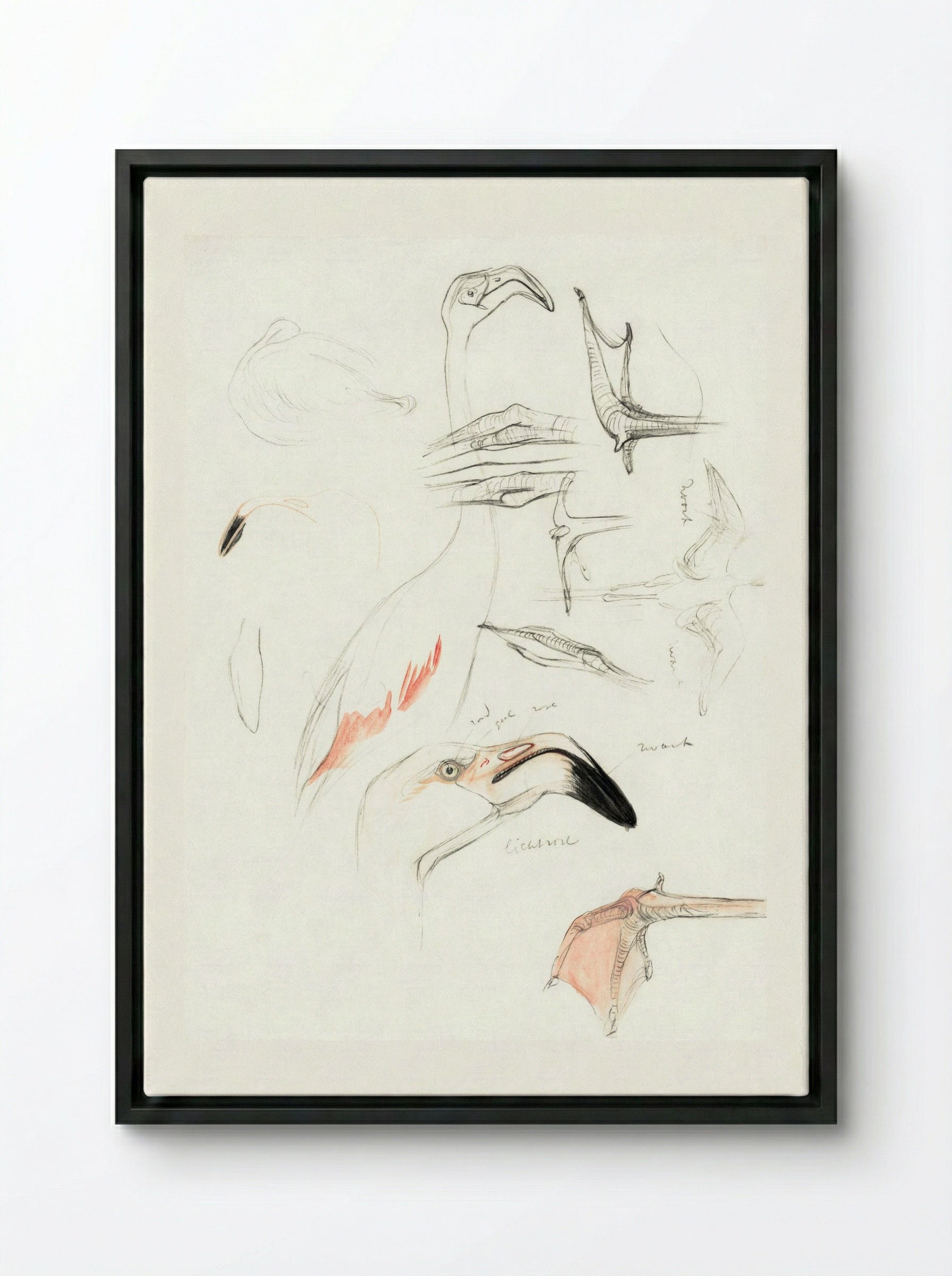 Studies of a Flamingo - Theo van Hoytema - Framed Canvas Black