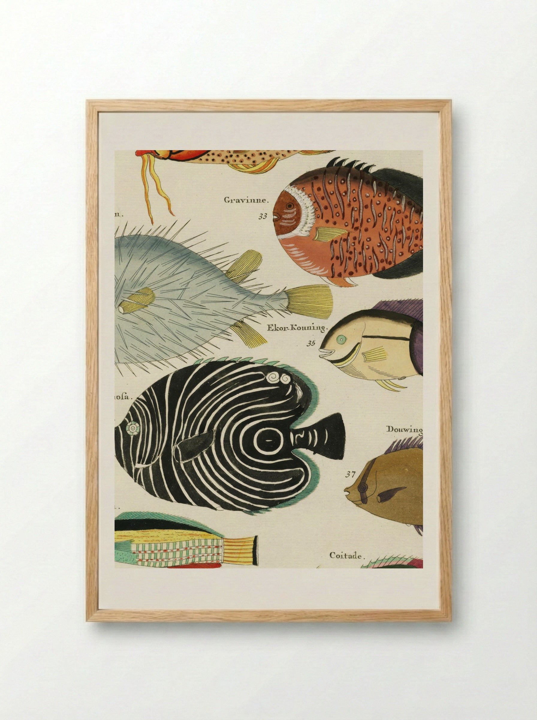 Colourful and Surreal Illustrations of Fishes - Louis Renard - Framed Print Wood