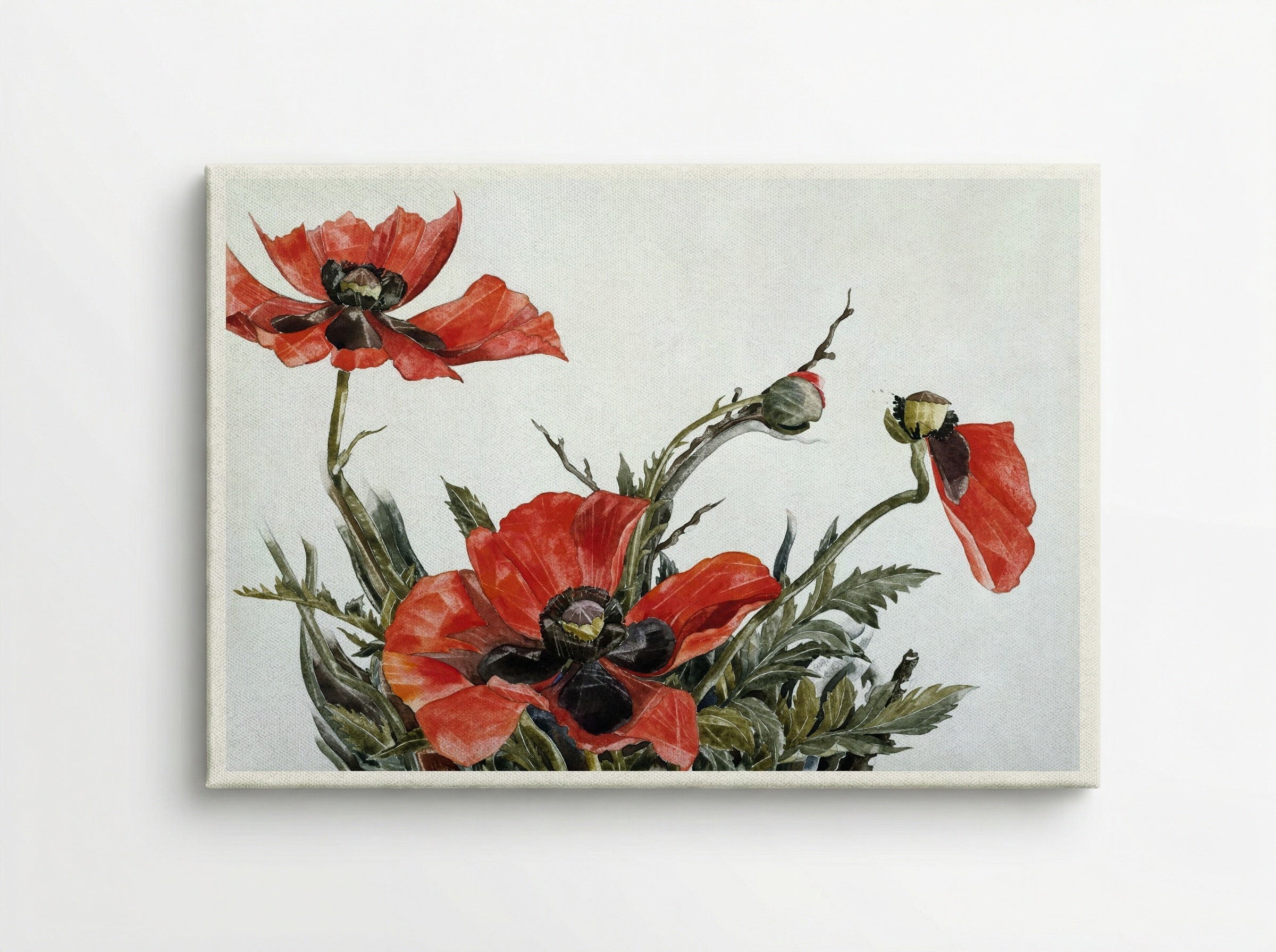 Red Poppies - Charles Demuth - Canvas