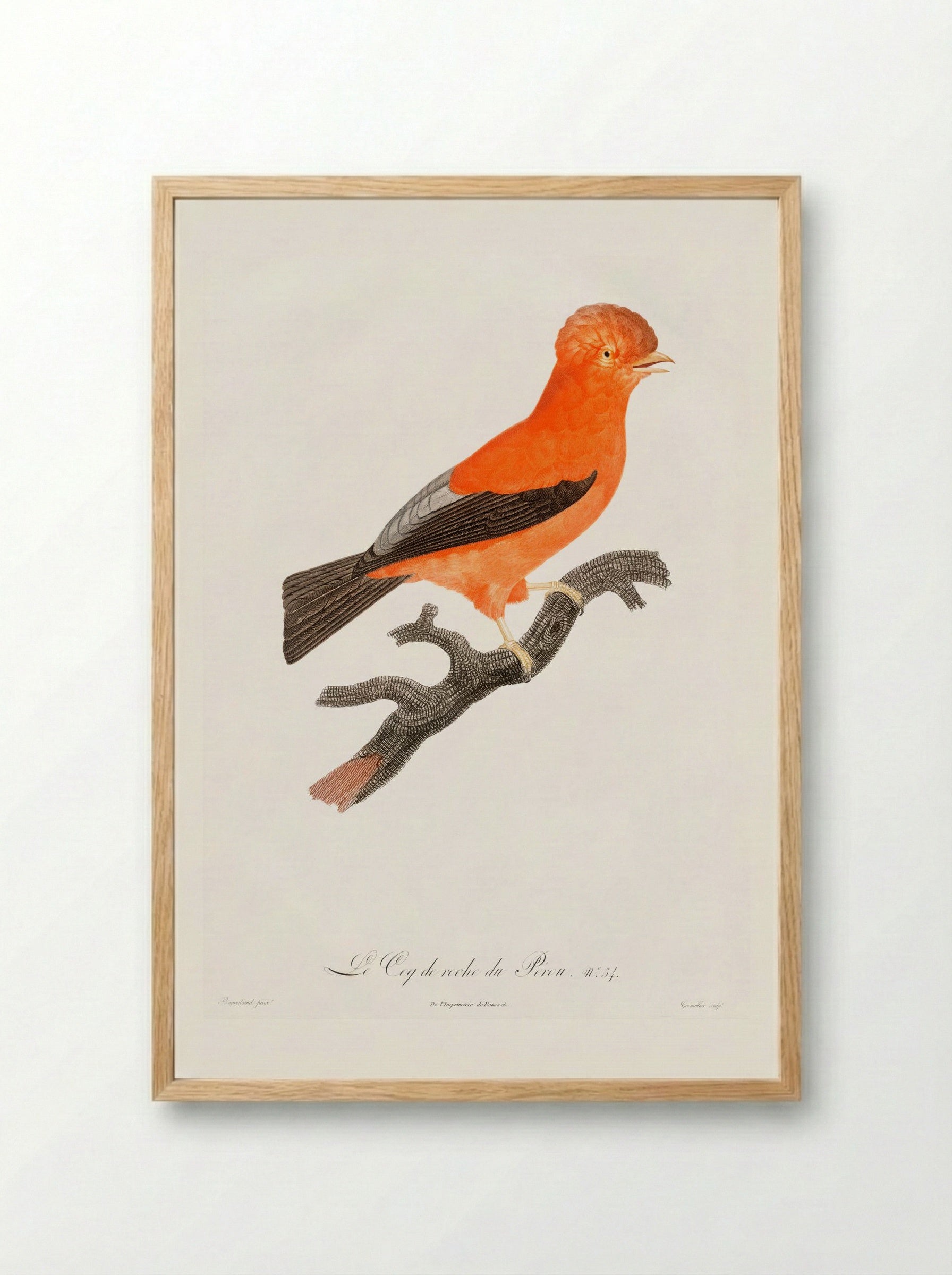 Andean Cock-of-the-Rock - Jacques Barraband - Framed Print Wood