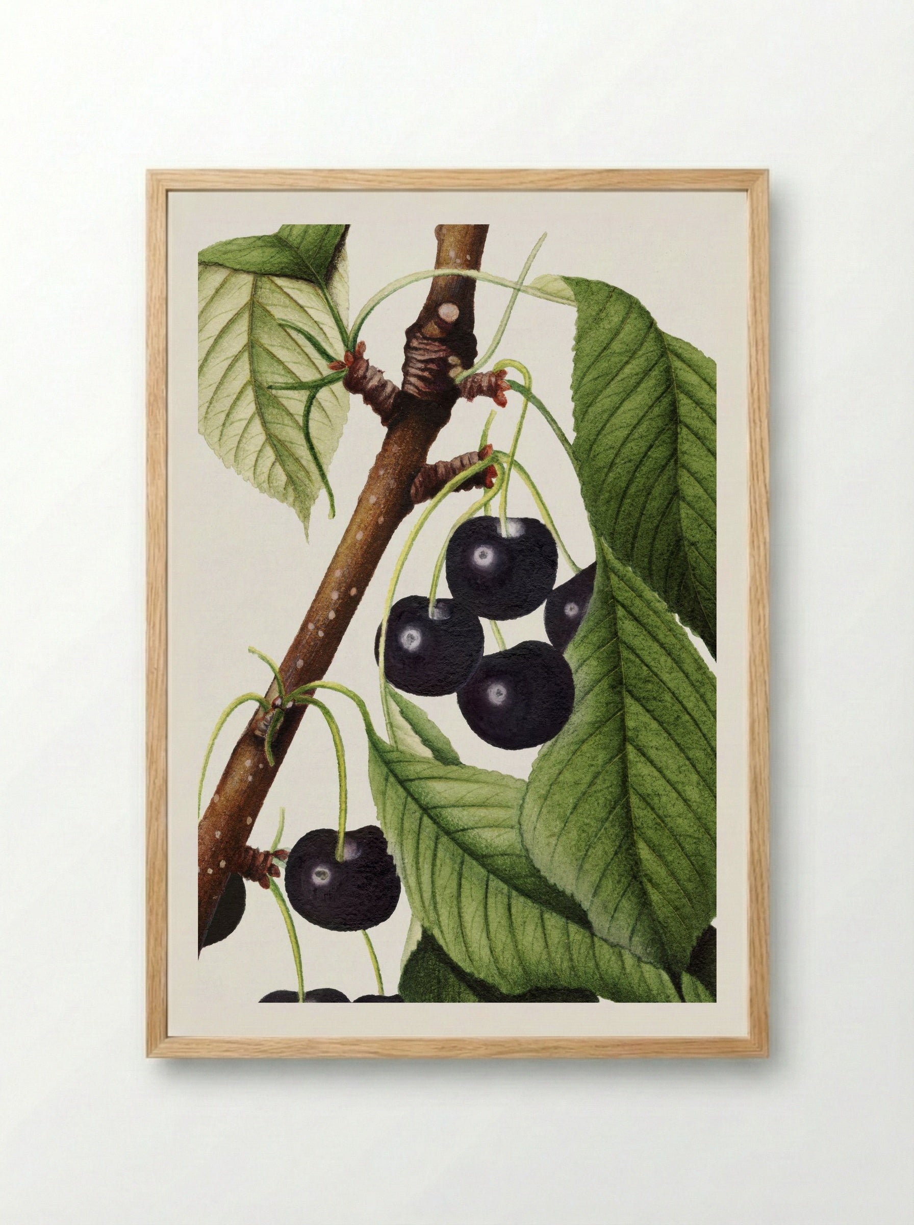 Cherries (Prunus Avium) (1892) - William Henry Prestele - Framed Print Wood