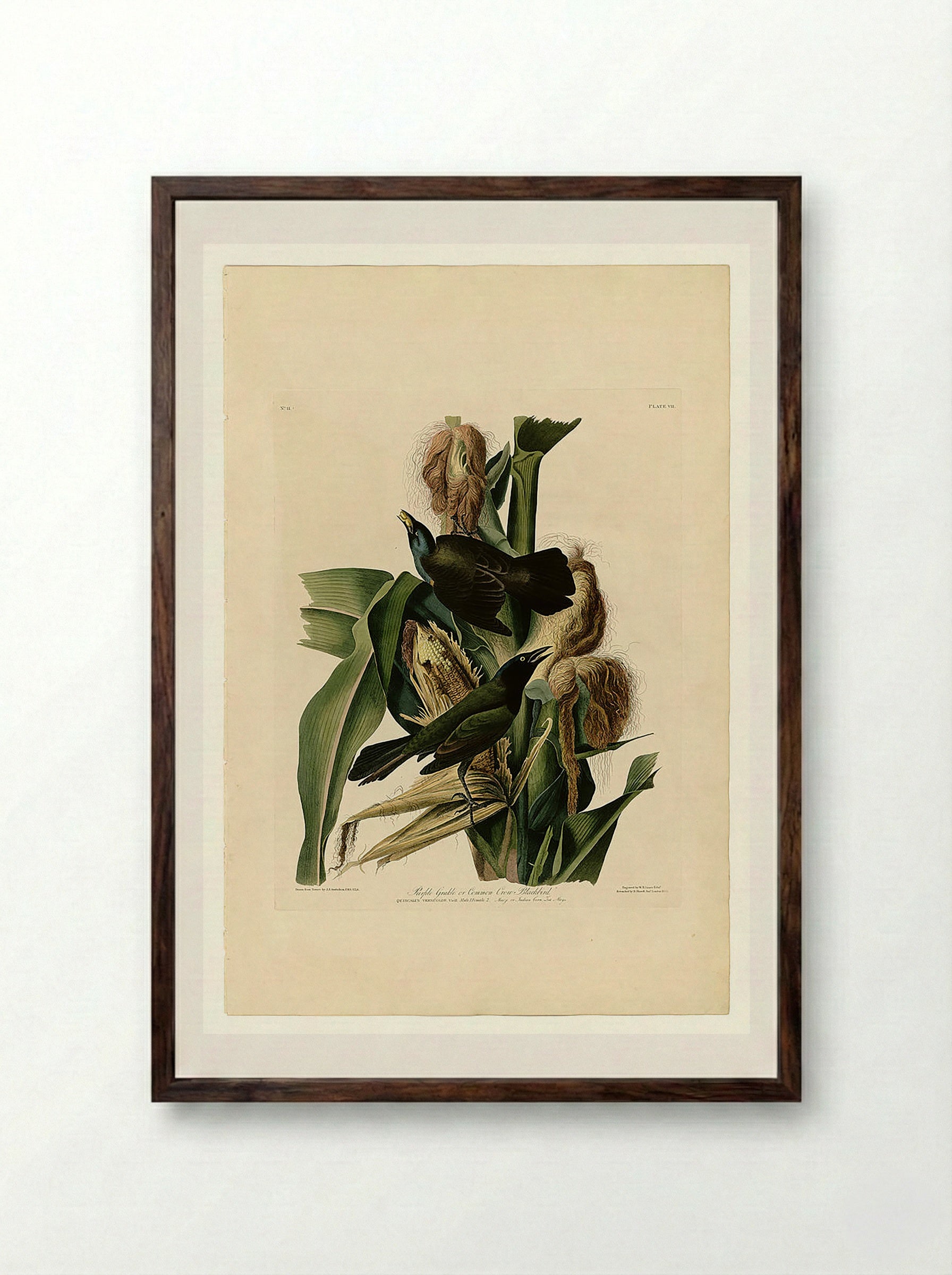 Plate 7. Purple Grakle or Common Crow Blackbird - John James Audubon - Framed Print Dark Wood