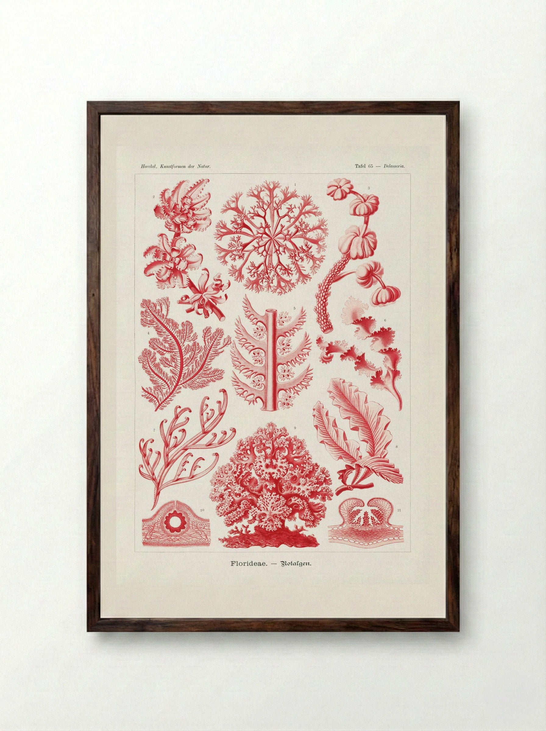 Florideae-Rotalgen (1904) - Ernst Haeckel - Framed Print Dark Wood