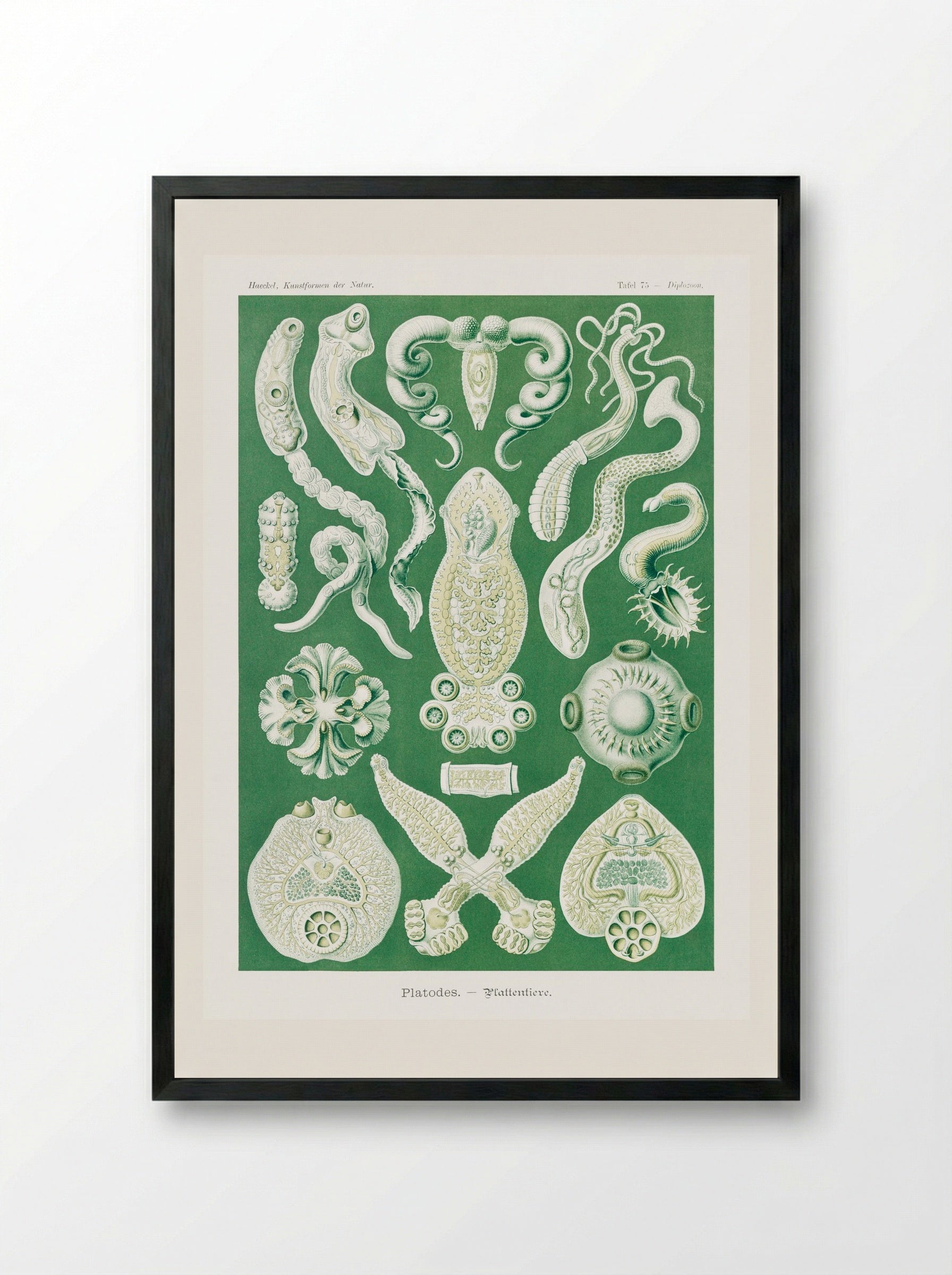 Platodes-Plattentiere (1904) - Ernst Haeckel - Framed Print Black