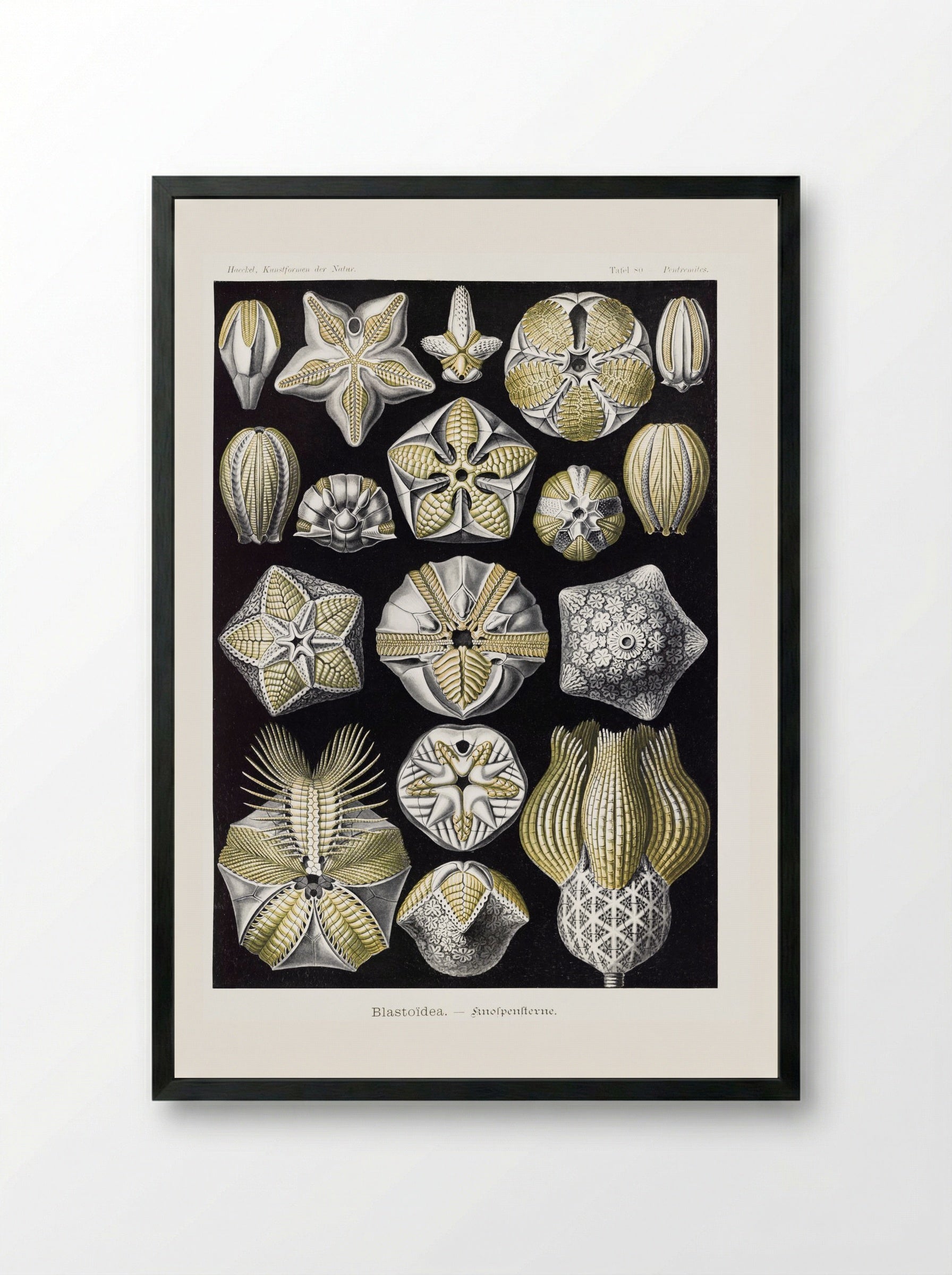 Blastoïdea-Knospensterne (1904) - Ernst Haeckel - Framed Print Black