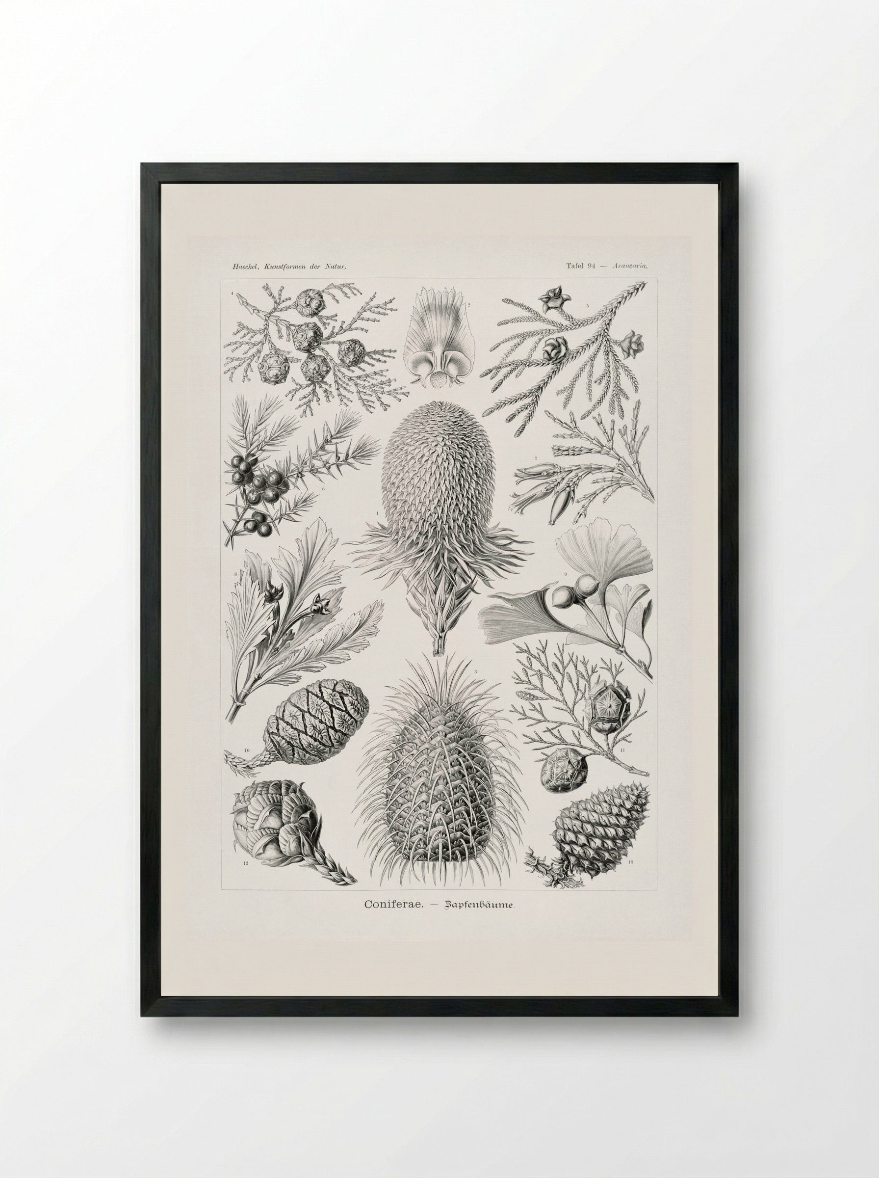 Coniferae-Bapfenbäume (1904) - Ernst Haeckel - Framed Print Black