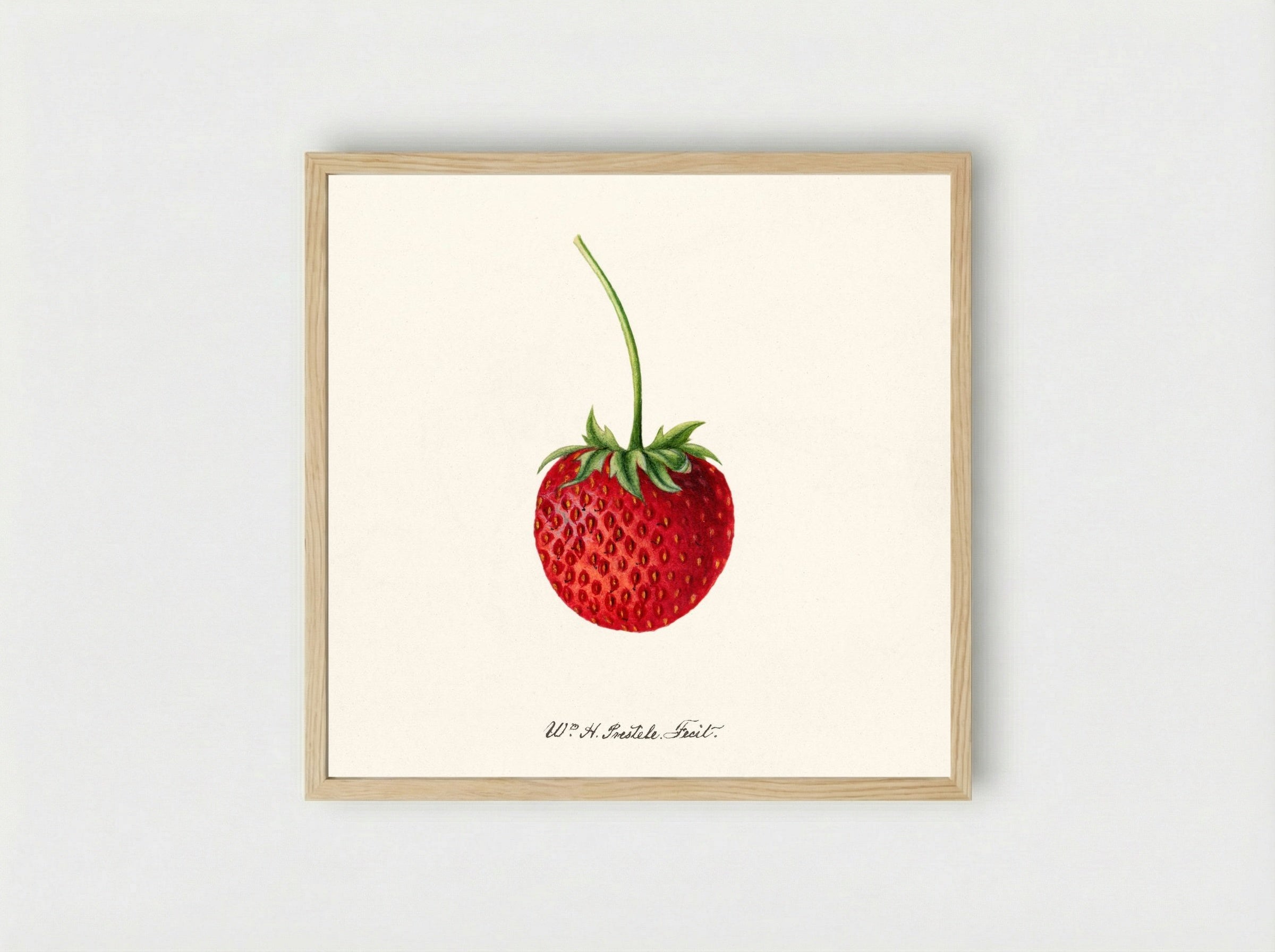 Strawberry (Fragaria) (1891) - Deborah Griscom Passmore - Framed Print Wood