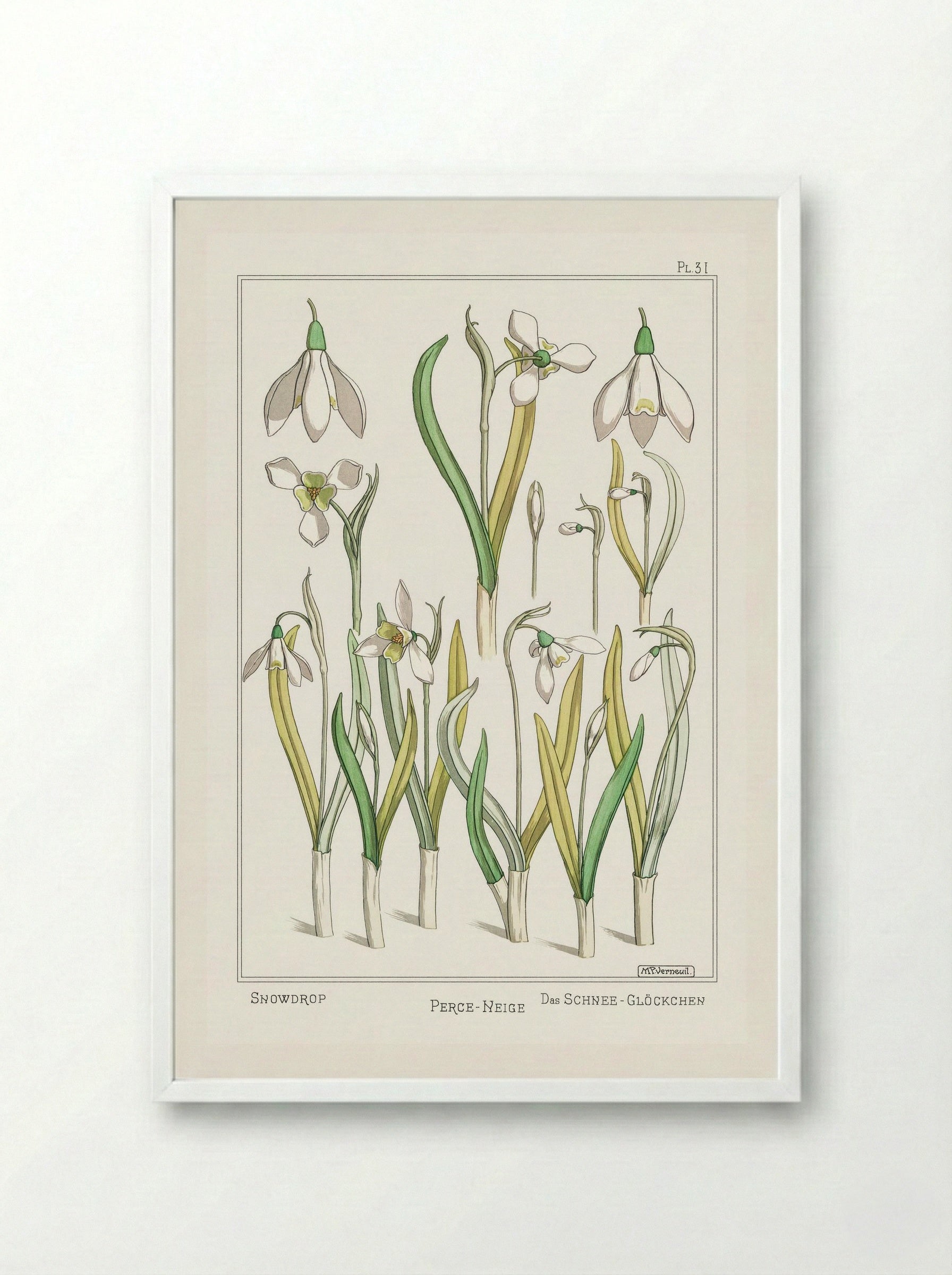 Perce-Neige (Snowdrops) - Maurice Pillard Verneuil - Framed Print White