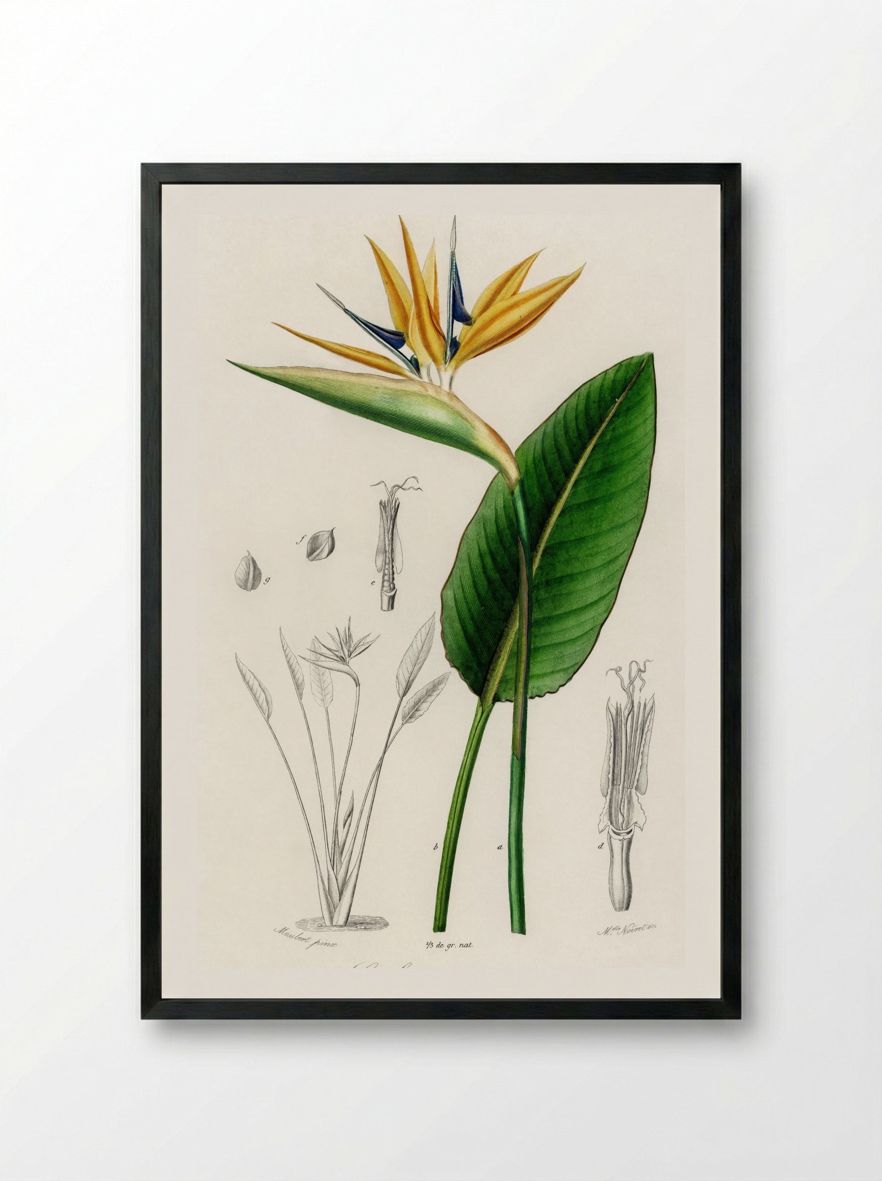 Bird of Paradise (Strelitzia Reginae) - Charles Dessalines D'Orbigny - Framed Print Black