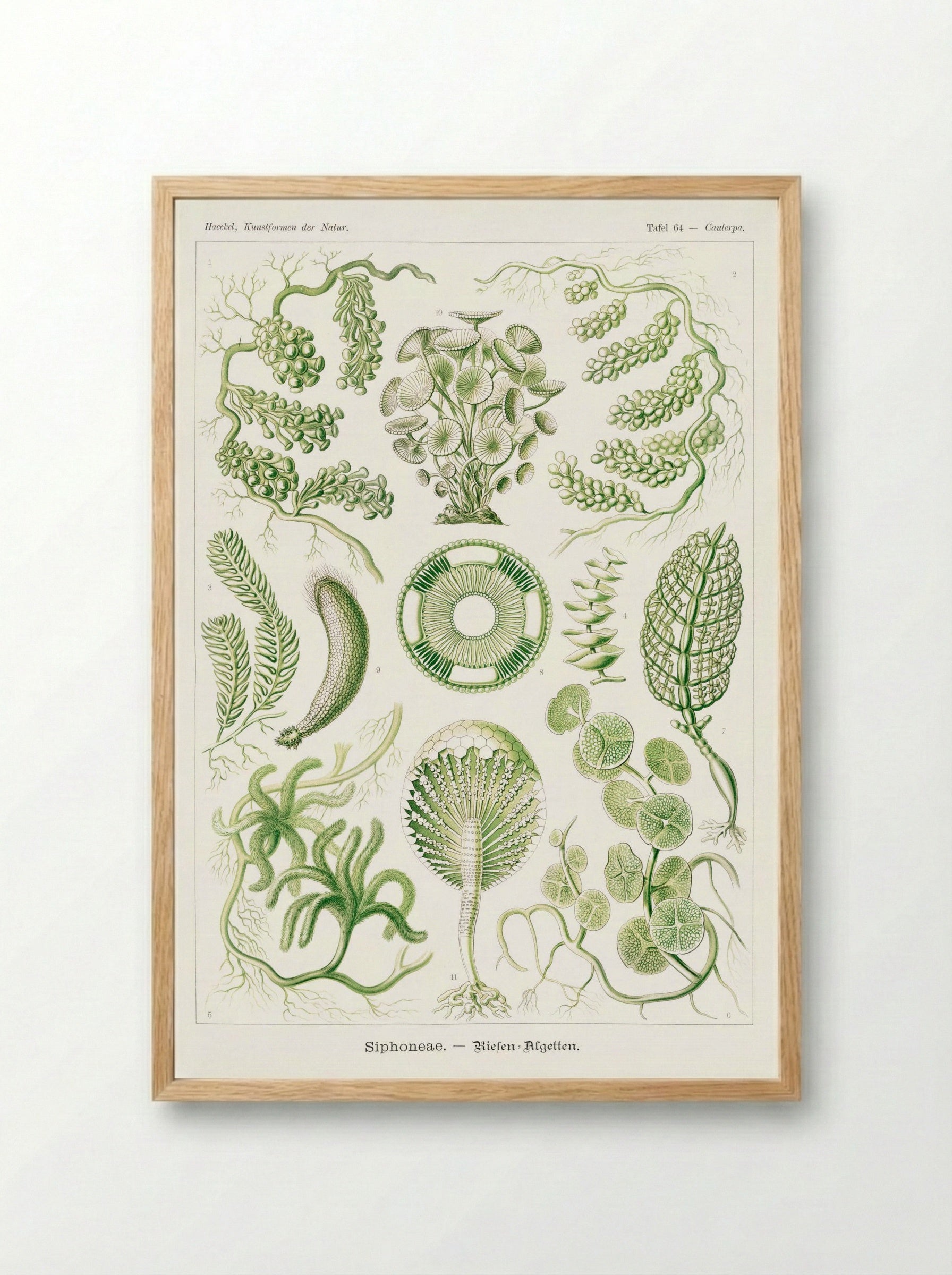 Siphoneae-Riesen Algetten (1904) - Ernst Haeckel - Framed Print Wood