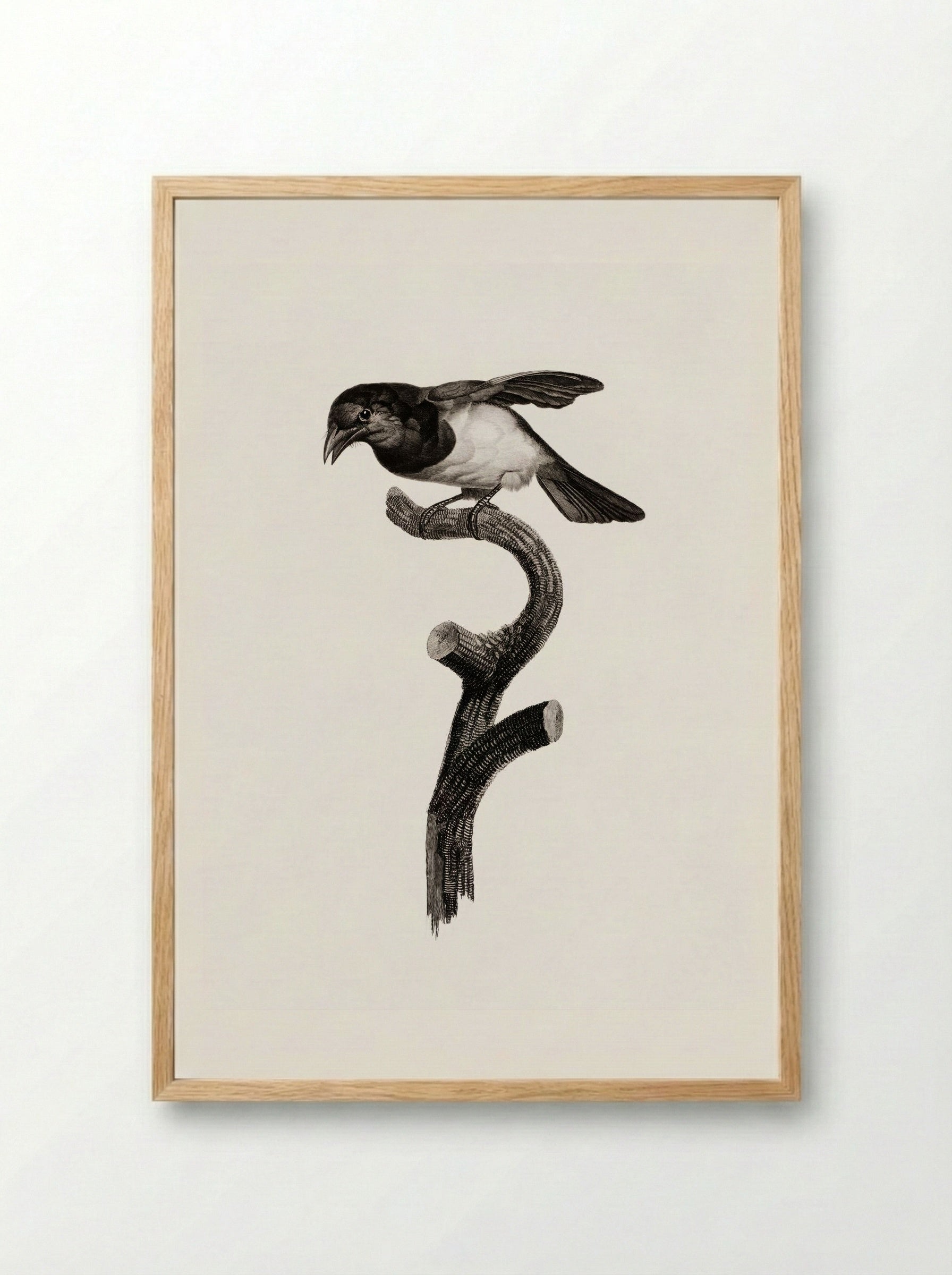 Black Barbet - Jacques Barraband - Framed Print Wood