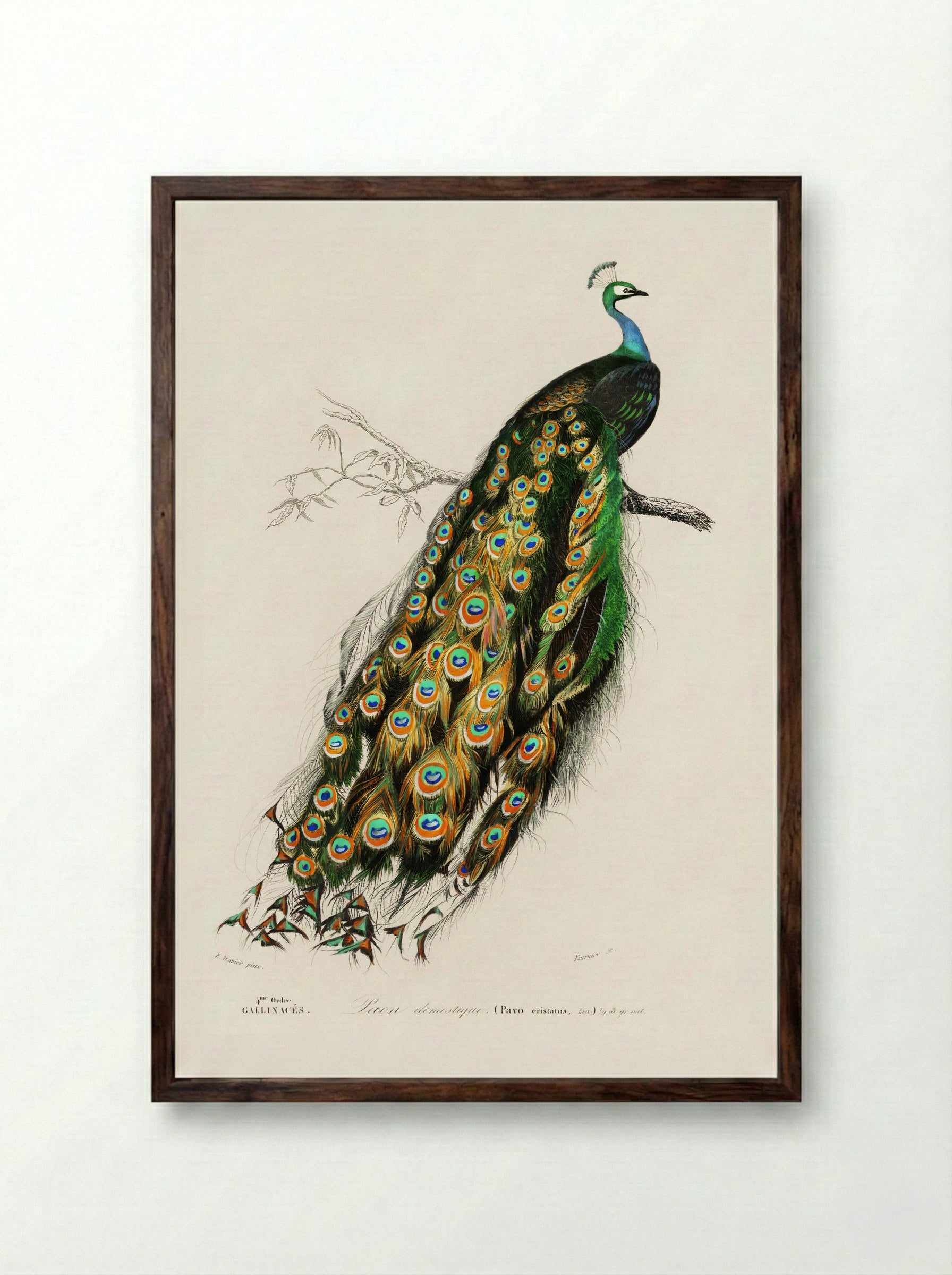 Indian Peafowl - Charles Dessalines D'Orbigny - Framed Print Dark Wood