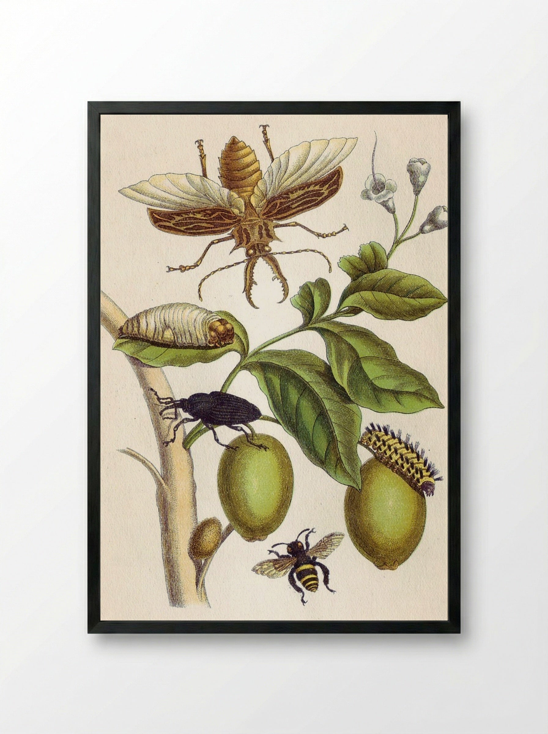 from Metamorphosis insectorum Surinamensium, Plate XLVIII - Maria Sibylla Merian - Framed Print Black