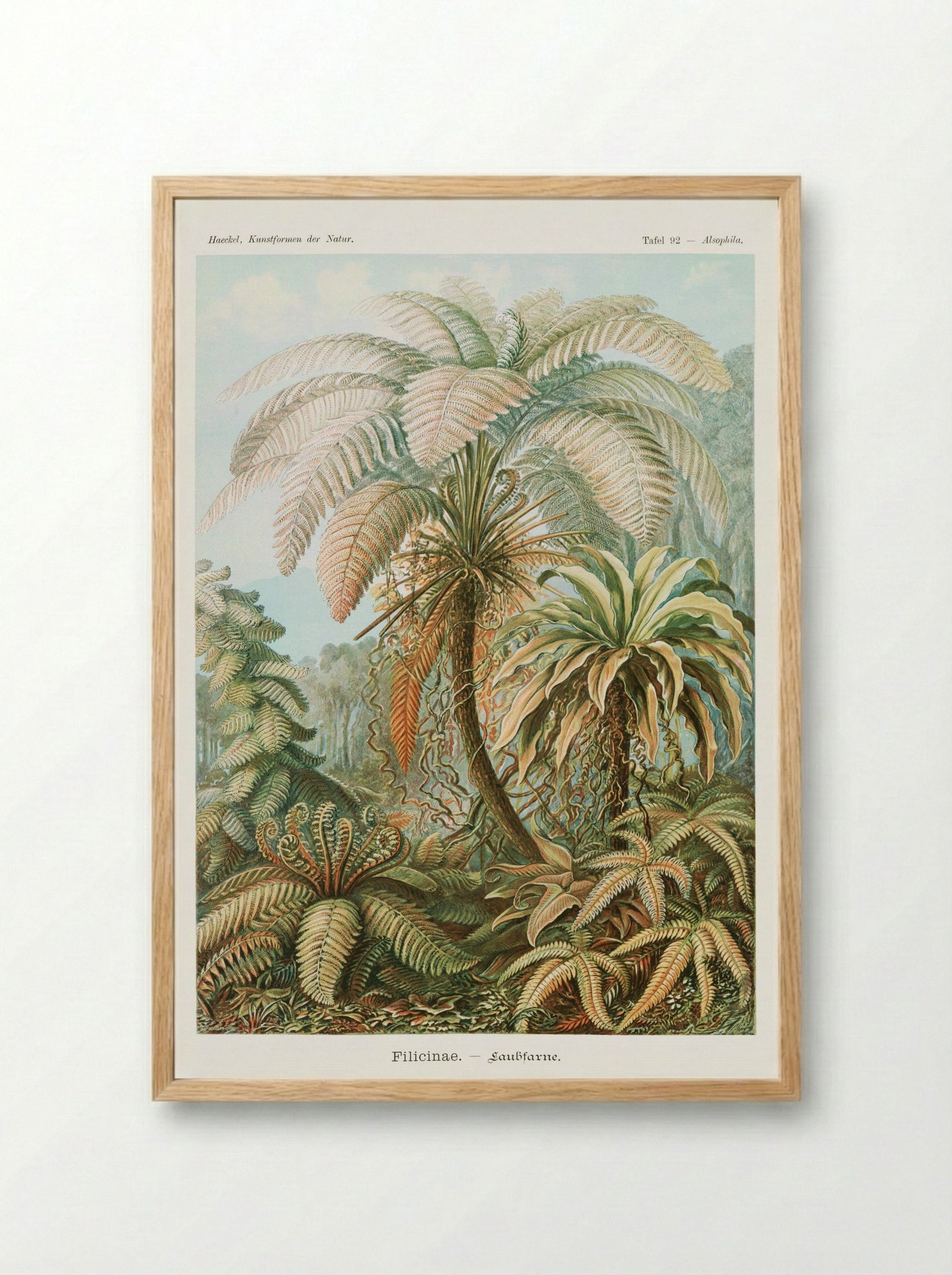 Filicinae-Laubfarne (1904) - Ernst Haeckel - Framed Print Wood