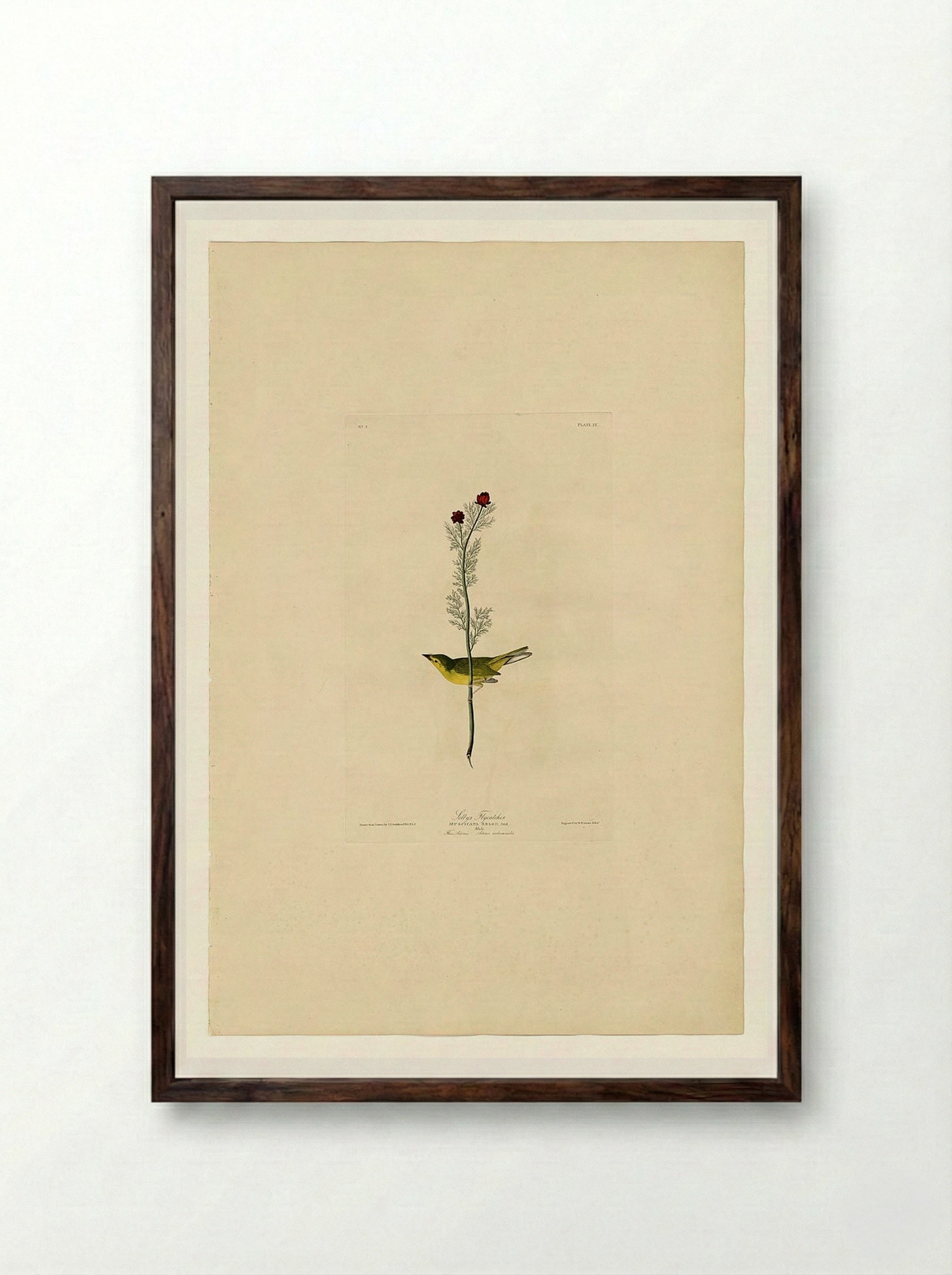 Plate 9, Selby's Flycatcher - John James Audubon - Framed Print Dark Wood
