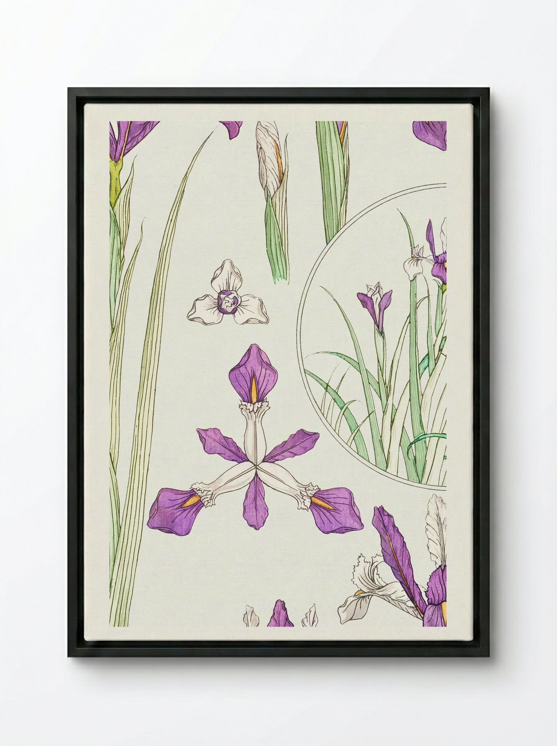 Iris, from La Plante et ses Applications ornementales - Maurice Pillard Verneuil - Framed Canvas Black