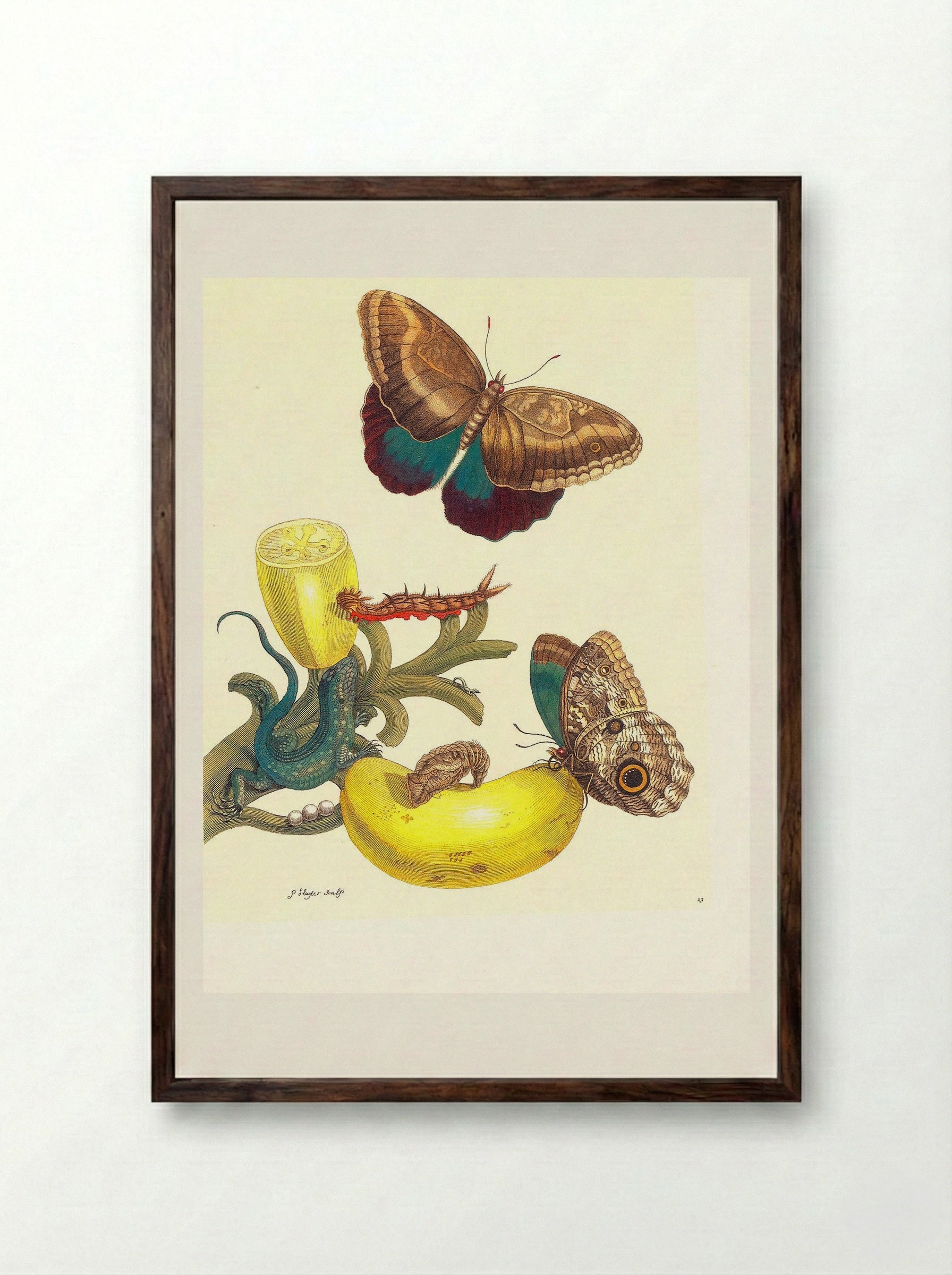 Plate #23- Musa paradisiaca, Caligo teucer and Cnemidophorus lemniscatus - Maria Sibylla Merian - Framed Print Dark Wood