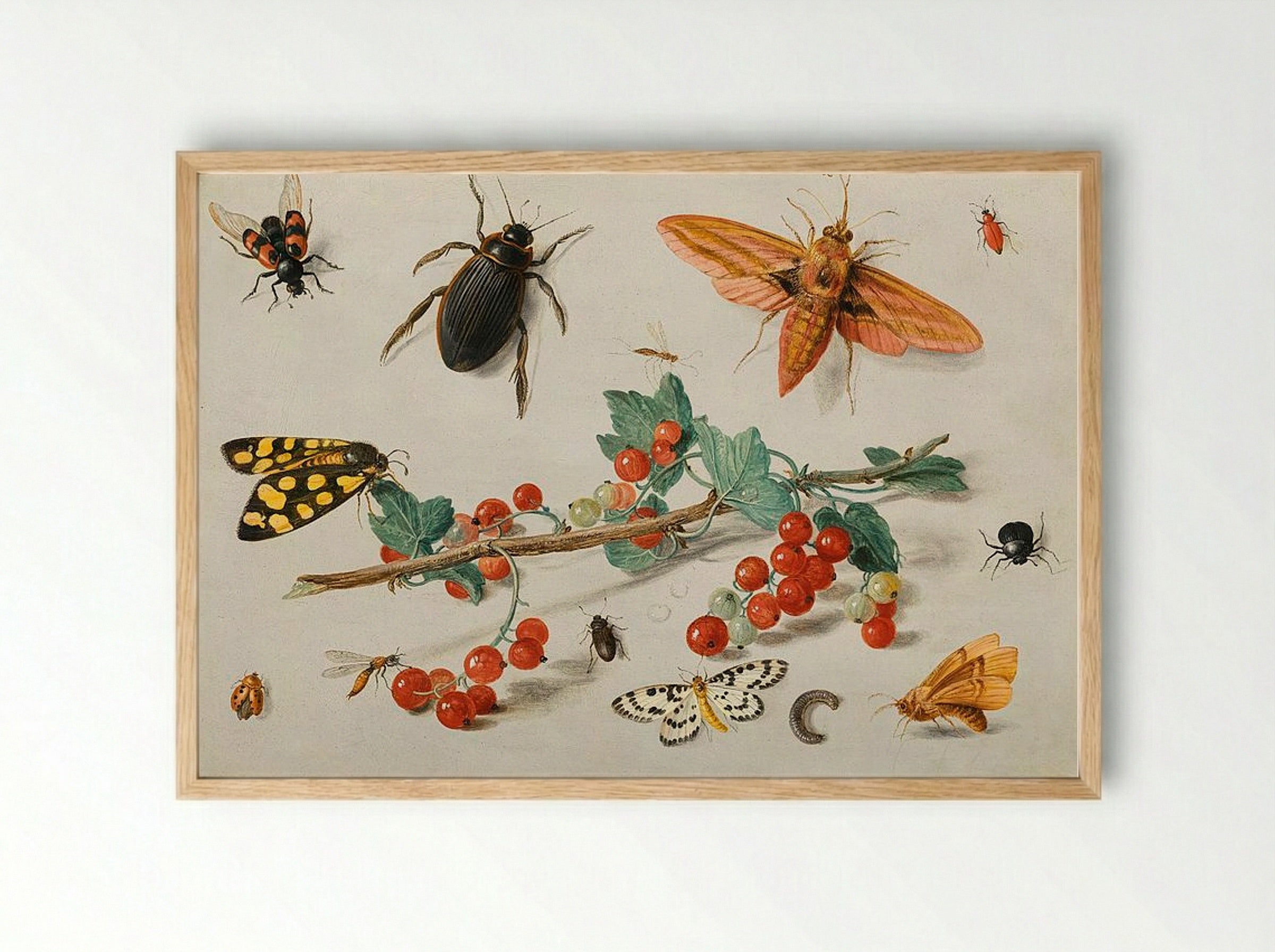 A sprig of redcurrants with an elephant hawk moth, a ladybird, a millipede and other insects - Jan van Kessel the Elder - Framed Print Wood