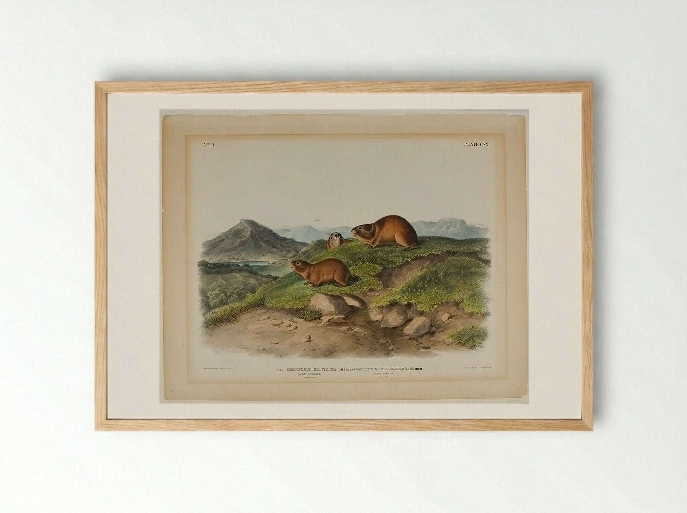 Tawny Lemming and Back's Lemming - John James Audubon - Framed Print Wood