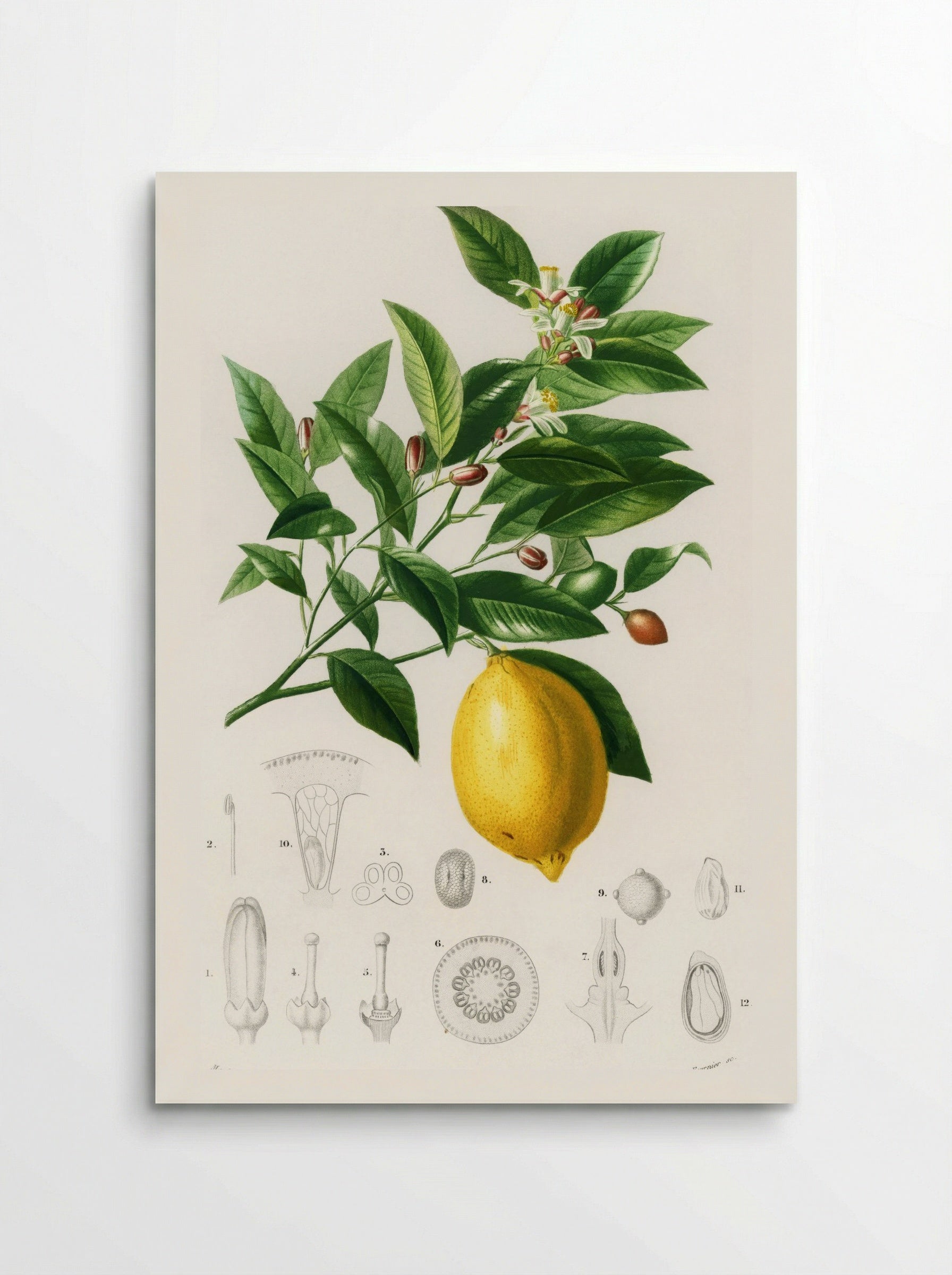 Lemon (Citrus Limonium) - Charles Dessalines D' Orbigny - Poster