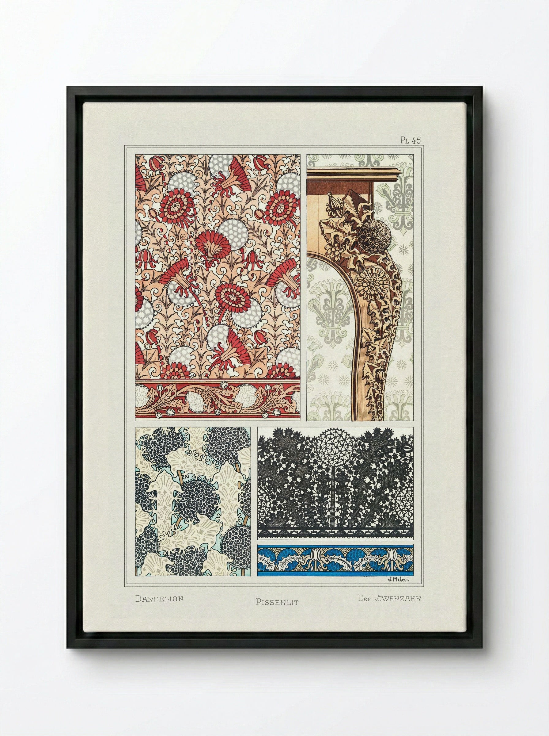 Pissenlit (Dandelion) from La Plante et ses Applications ornementales - Maurice Pillard Verneuil - Framed Canvas Black