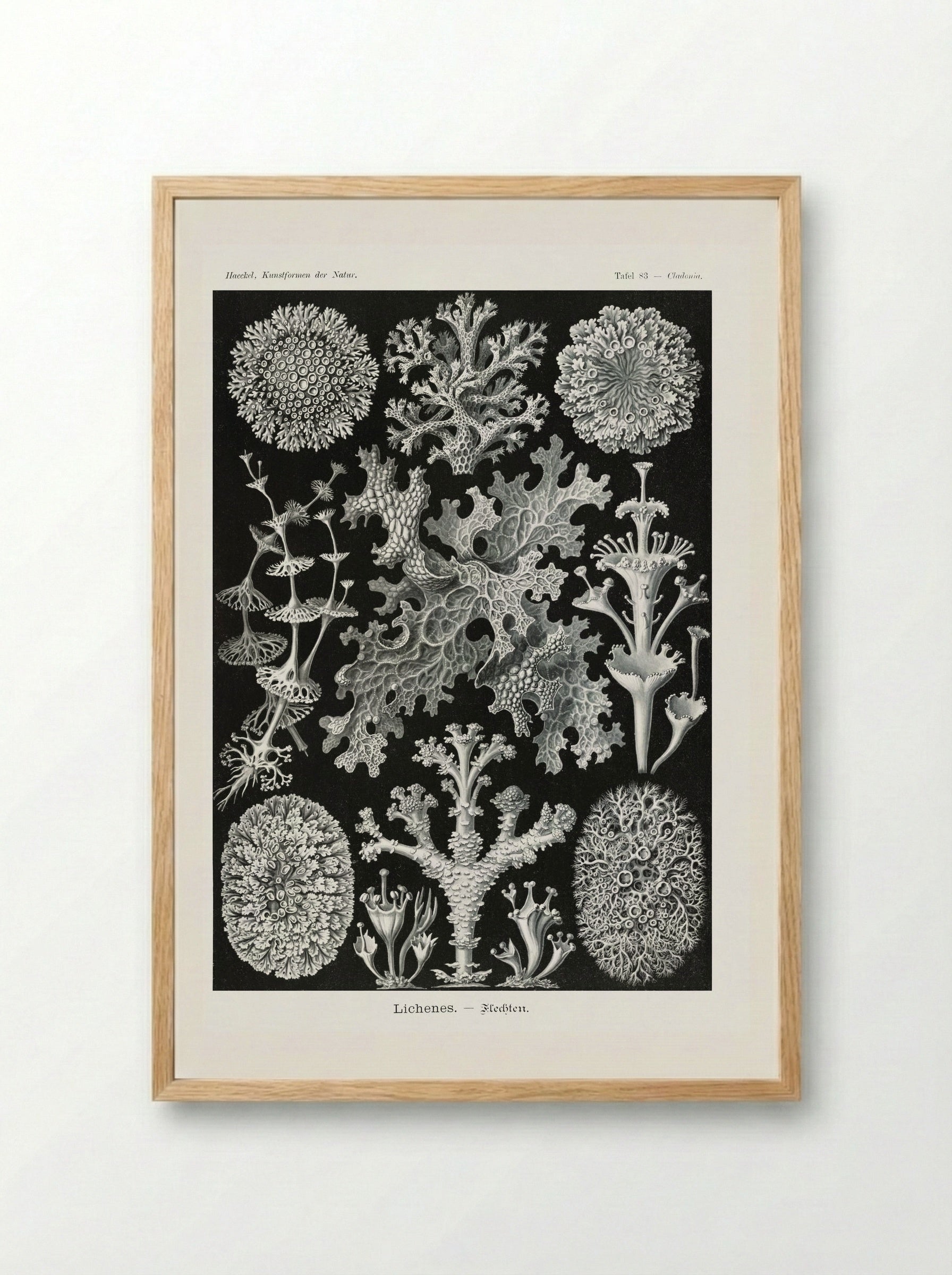 Lichenes-Flechten (1904) - Ernst Haeckel - Framed Print Wood