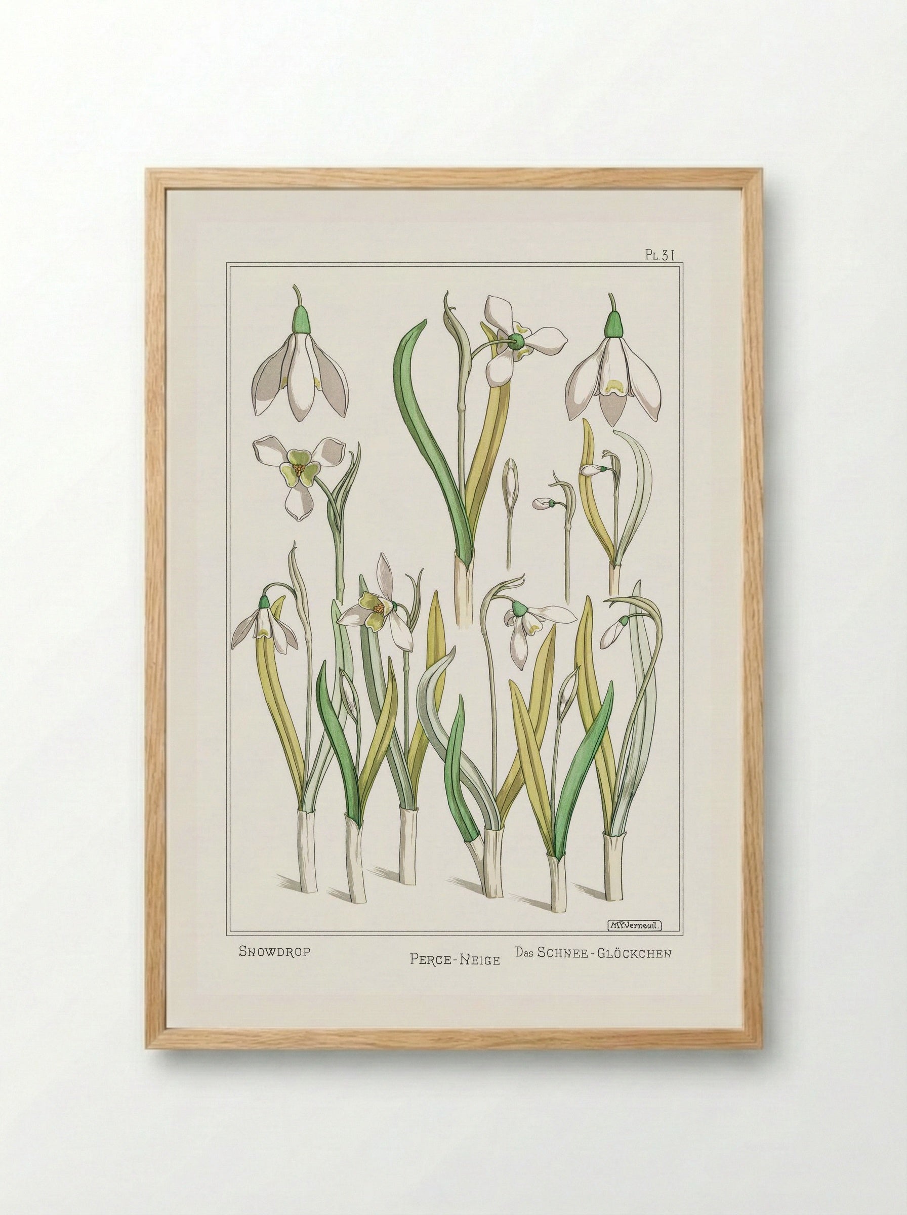 Perce-Neige (Snowdrops) - Maurice Pillard Verneuil - Framed Print Wood