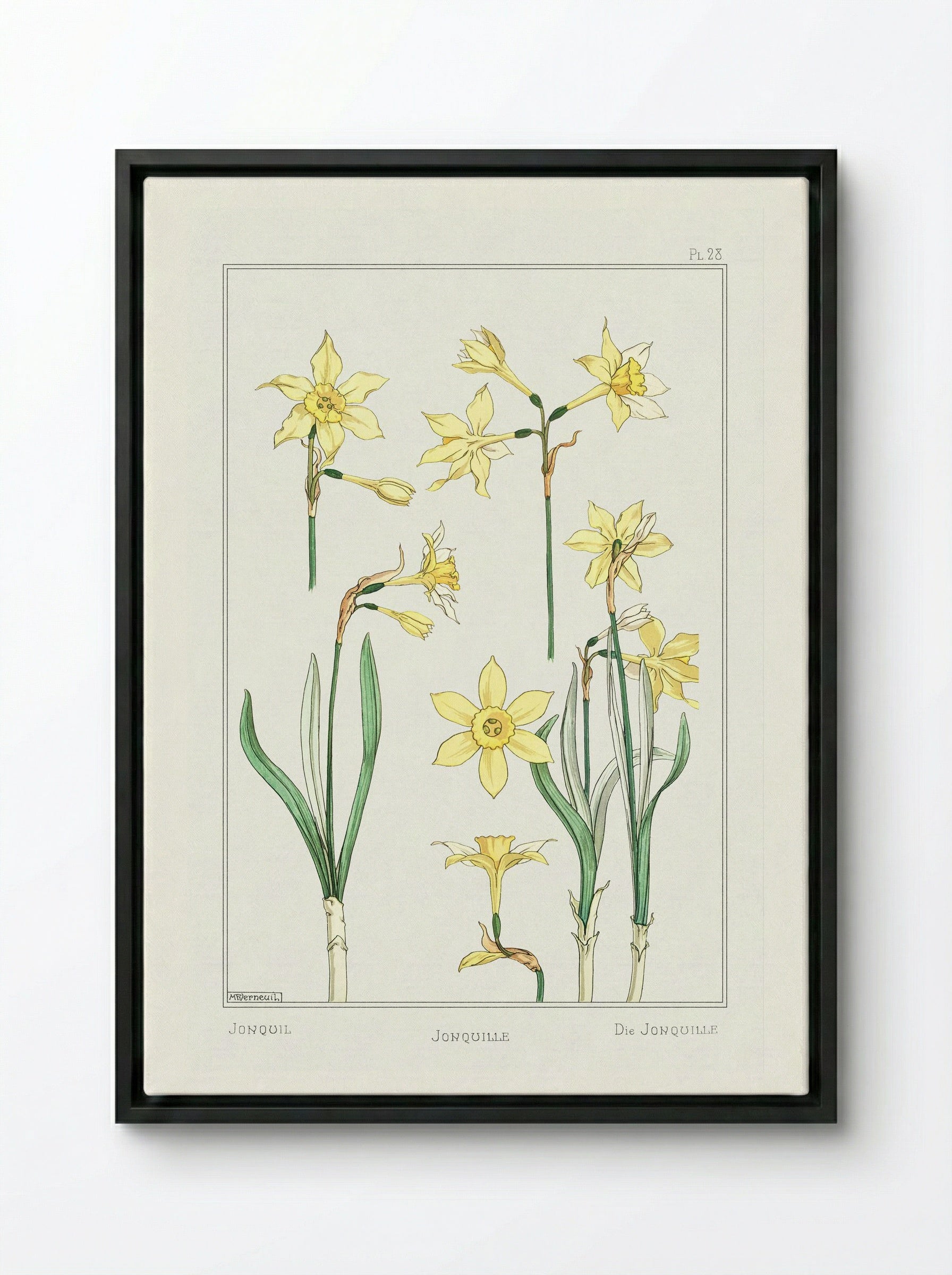 Jonquille or Jonquil - Maurice Pillard Verneuil - Framed Canvas Black