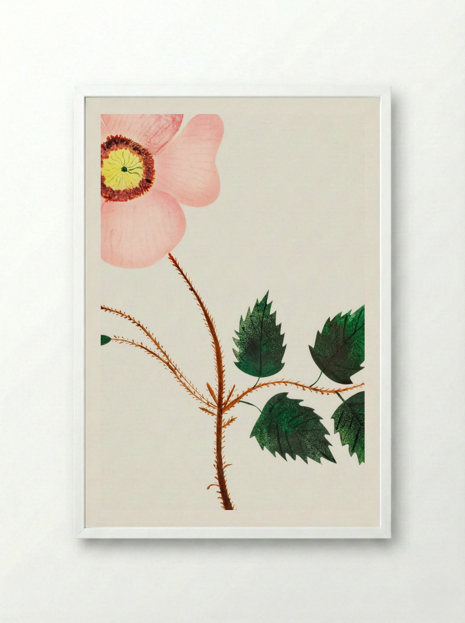 Wild Rose - Mary Altha Nims - Framed Print White