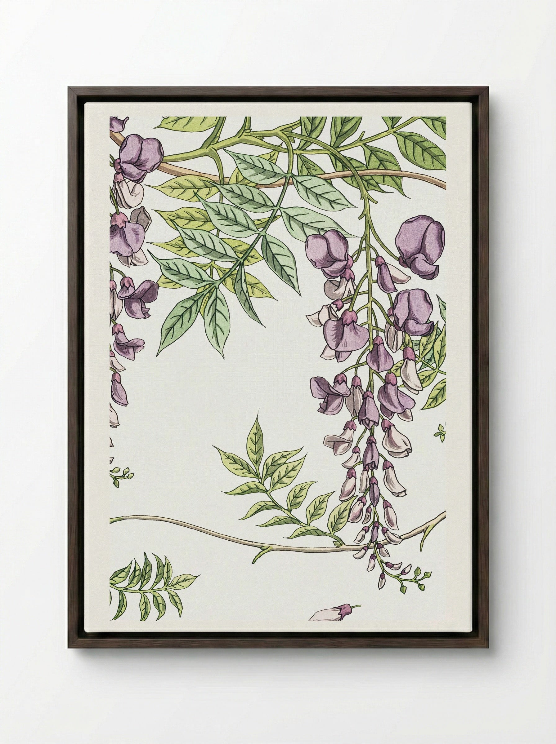 Glycine, Wisteria - Maurice Pillard Verneuil - Framed Canvas Dark Wood