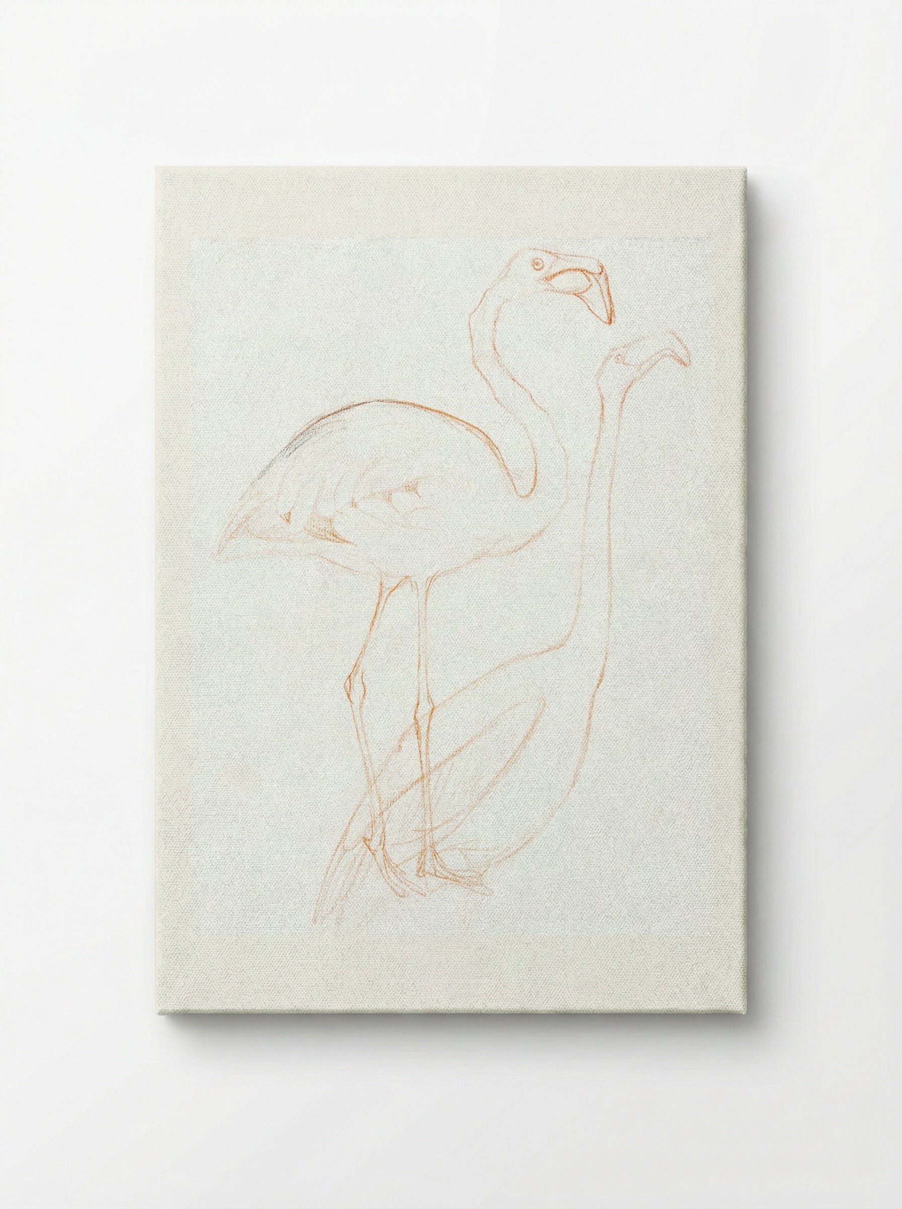 Two Studies of a Flamingo - Theo van Hoytema - Canvas