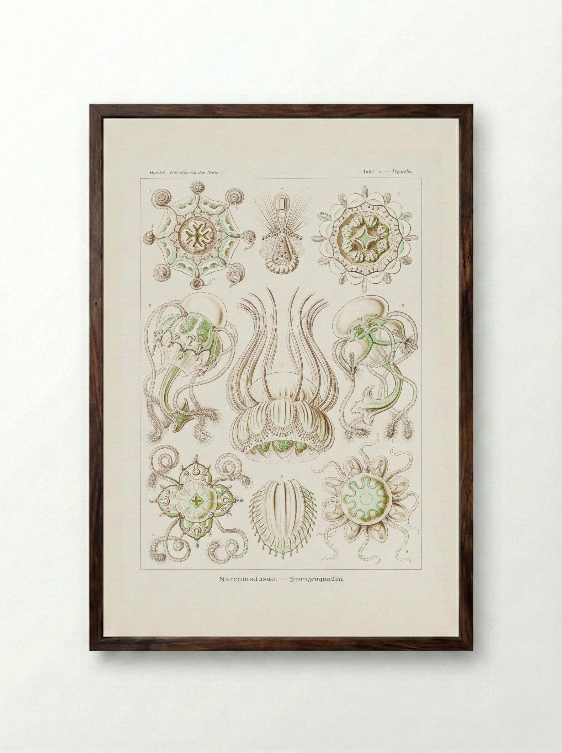 Narcomedusae-Spangenquallen (1904) - Ernst Haeckel - Framed Print Dark Wood
