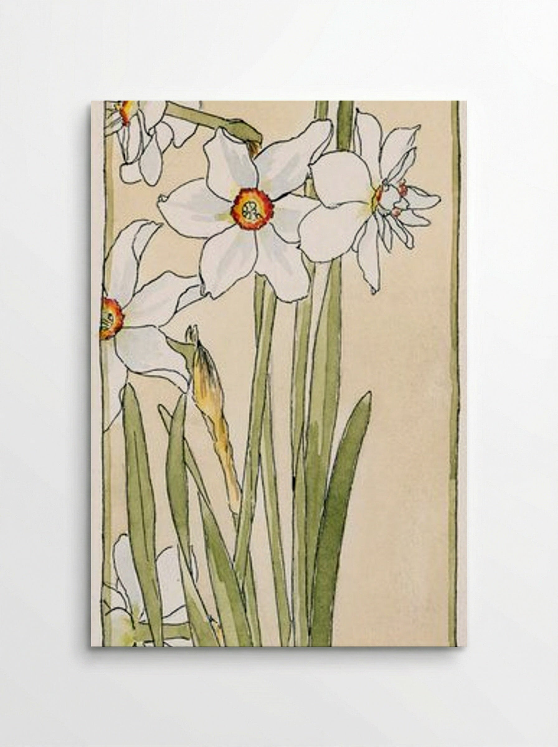 Poet's Narcissus - Hannah Borger Overbeck - Poster