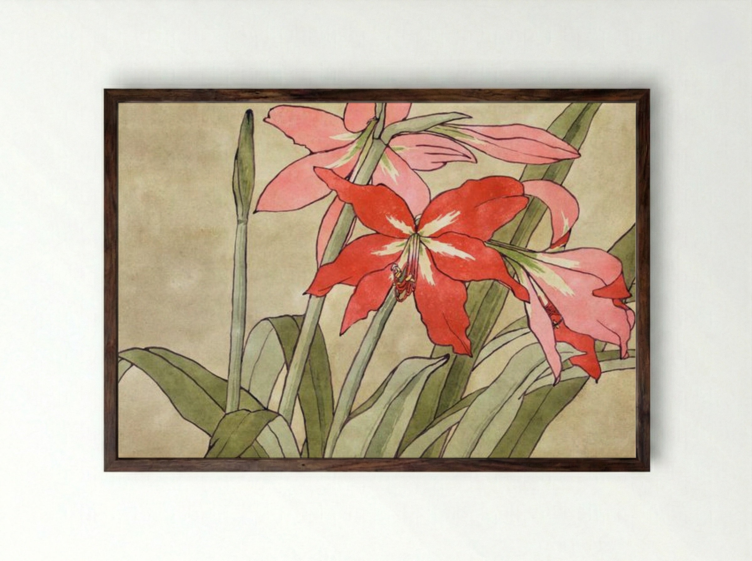 Amaryllis - Hannah Borger Overbeck - Framed Print Dark Wood