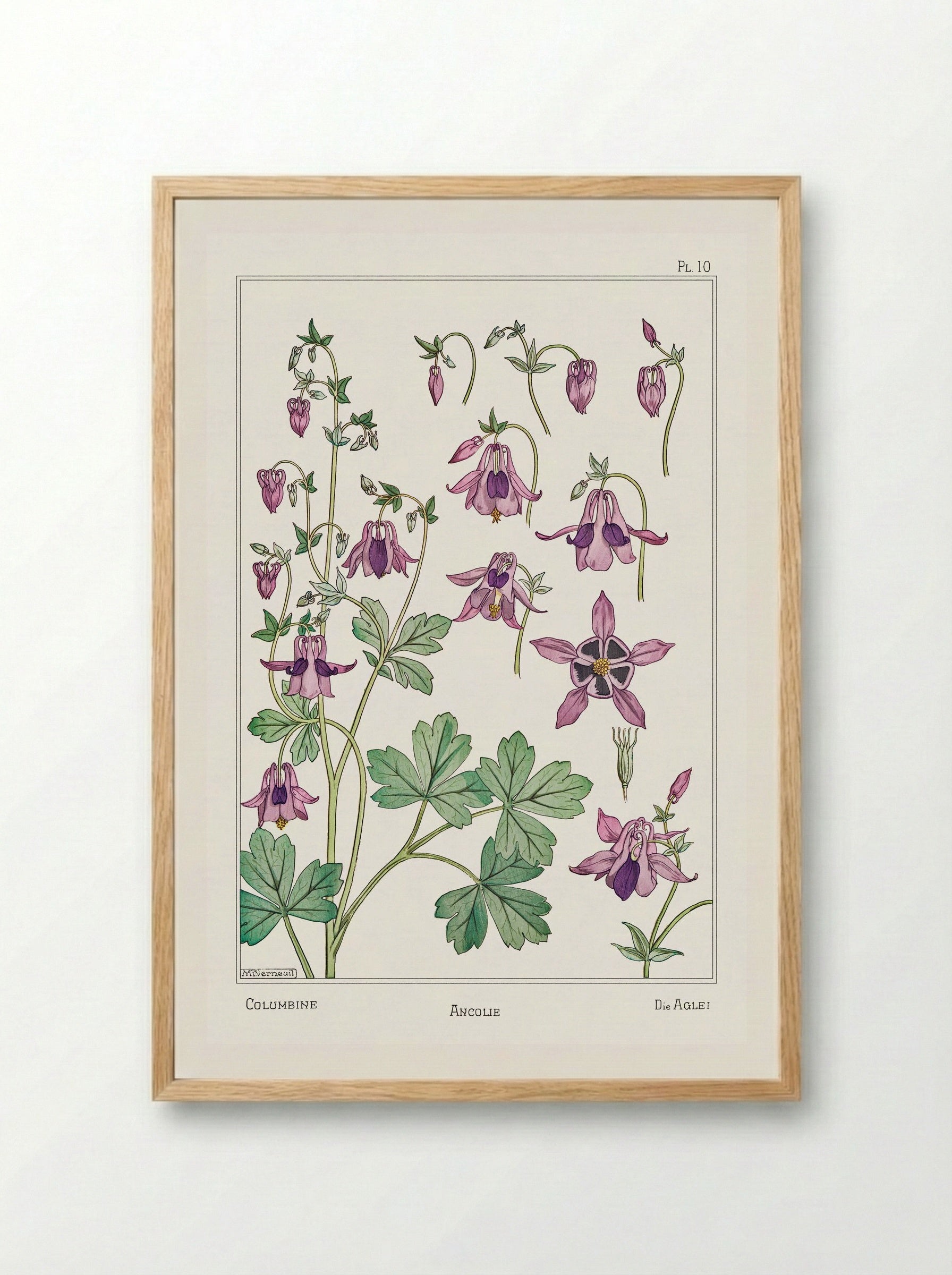 Ancolie (Columbine) from La Plante et ses Applications ornementales - Maurice Pillard Verneuil - Framed Print Wood