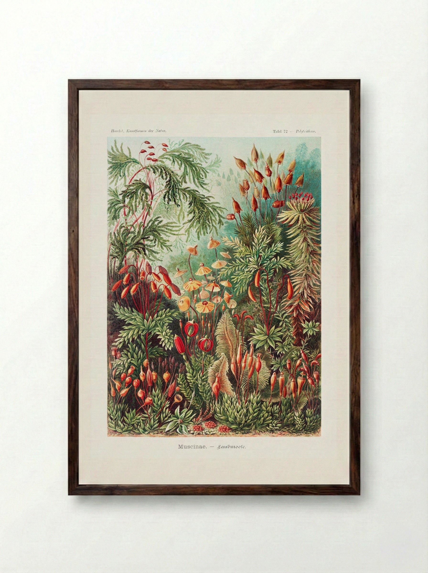 Muscinae-Laubmoose (1904) - Ernst Haeckel - Framed Print Dark Wood
