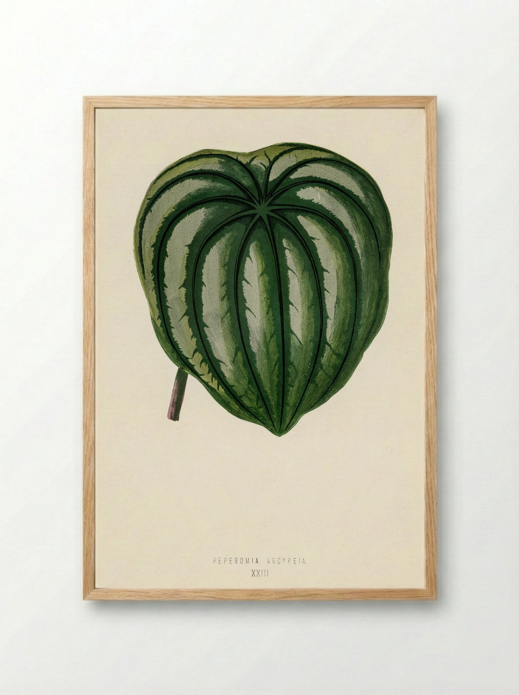 Pepper Elder (Peperomia Aroypeia) - Benjamin Fawcett - Framed Print Wood
