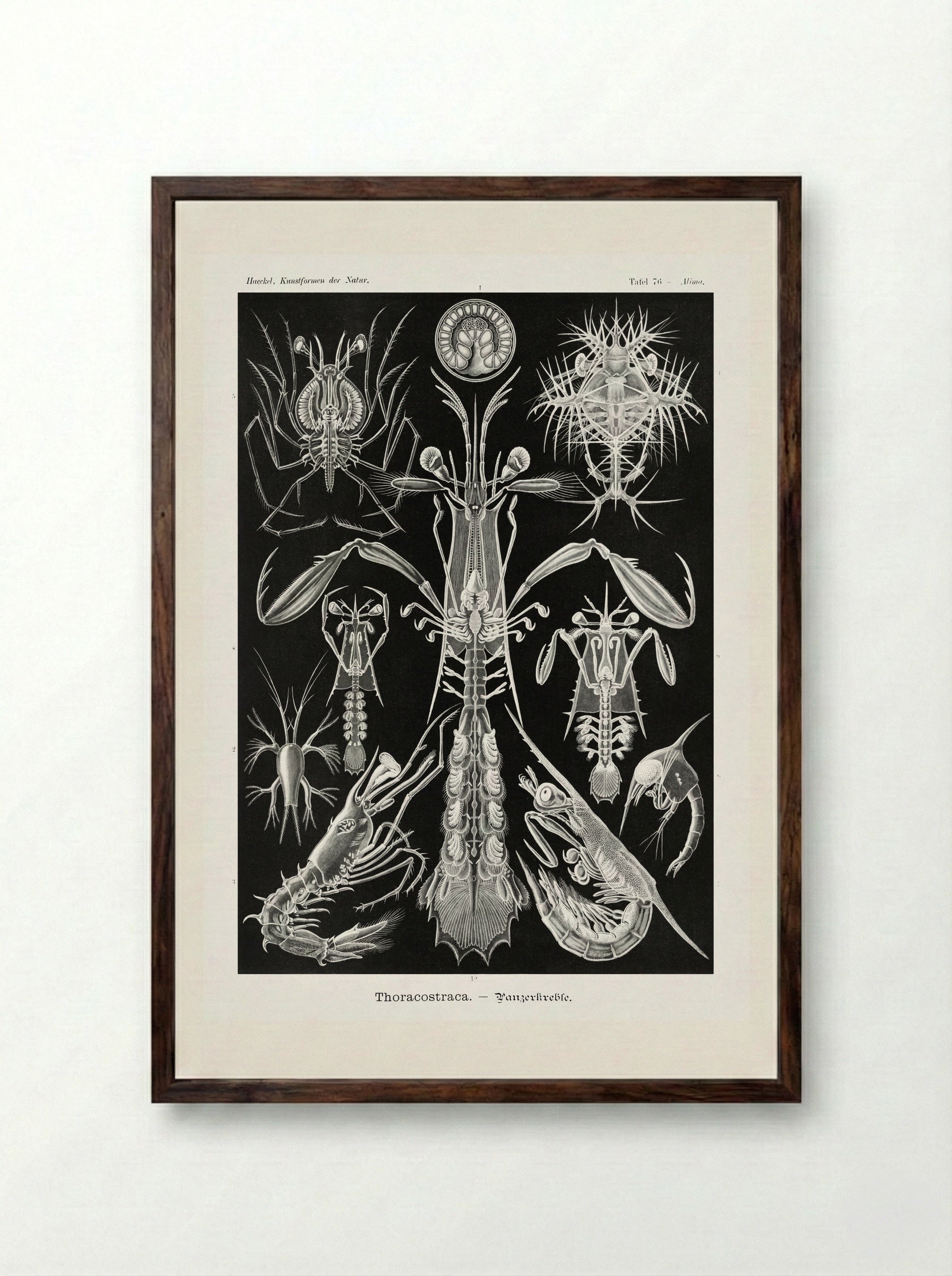Thoracostraca-Panzerkrebse (1904) - Ernst Haeckel - Framed Print Dark Wood
