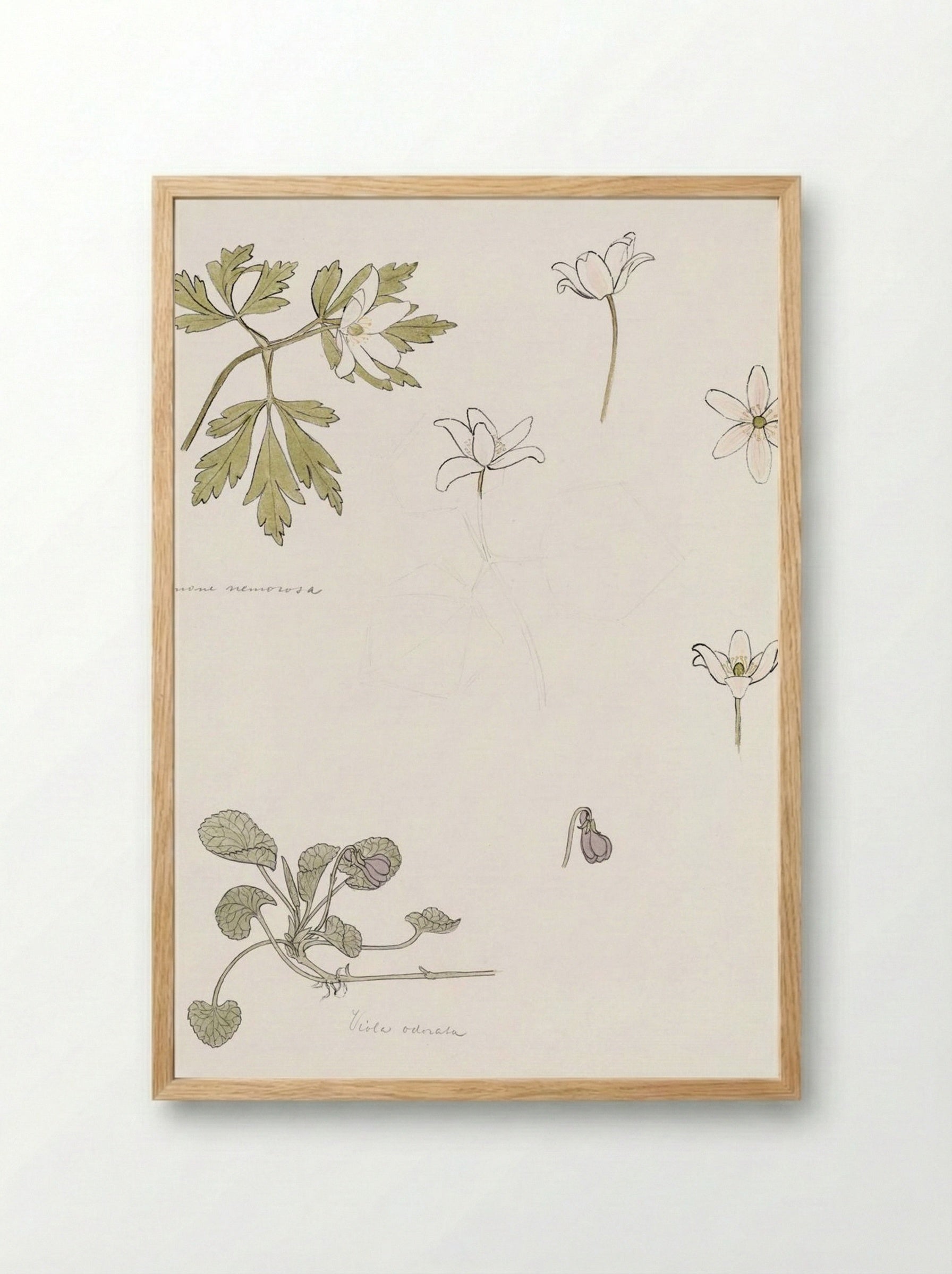 Sketches of Wood Anemone and Sweet Violet - Julie de Graag - Framed Print Wood
